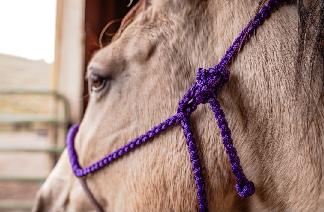 Custom Lariat Noseband Halter