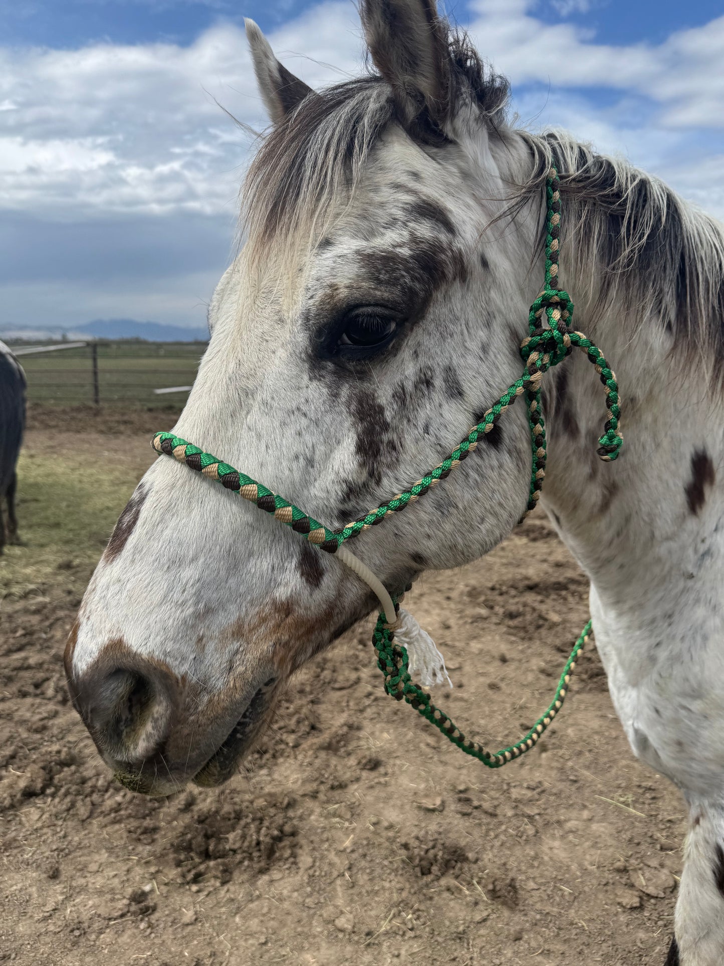 Lariat Noseband Halter