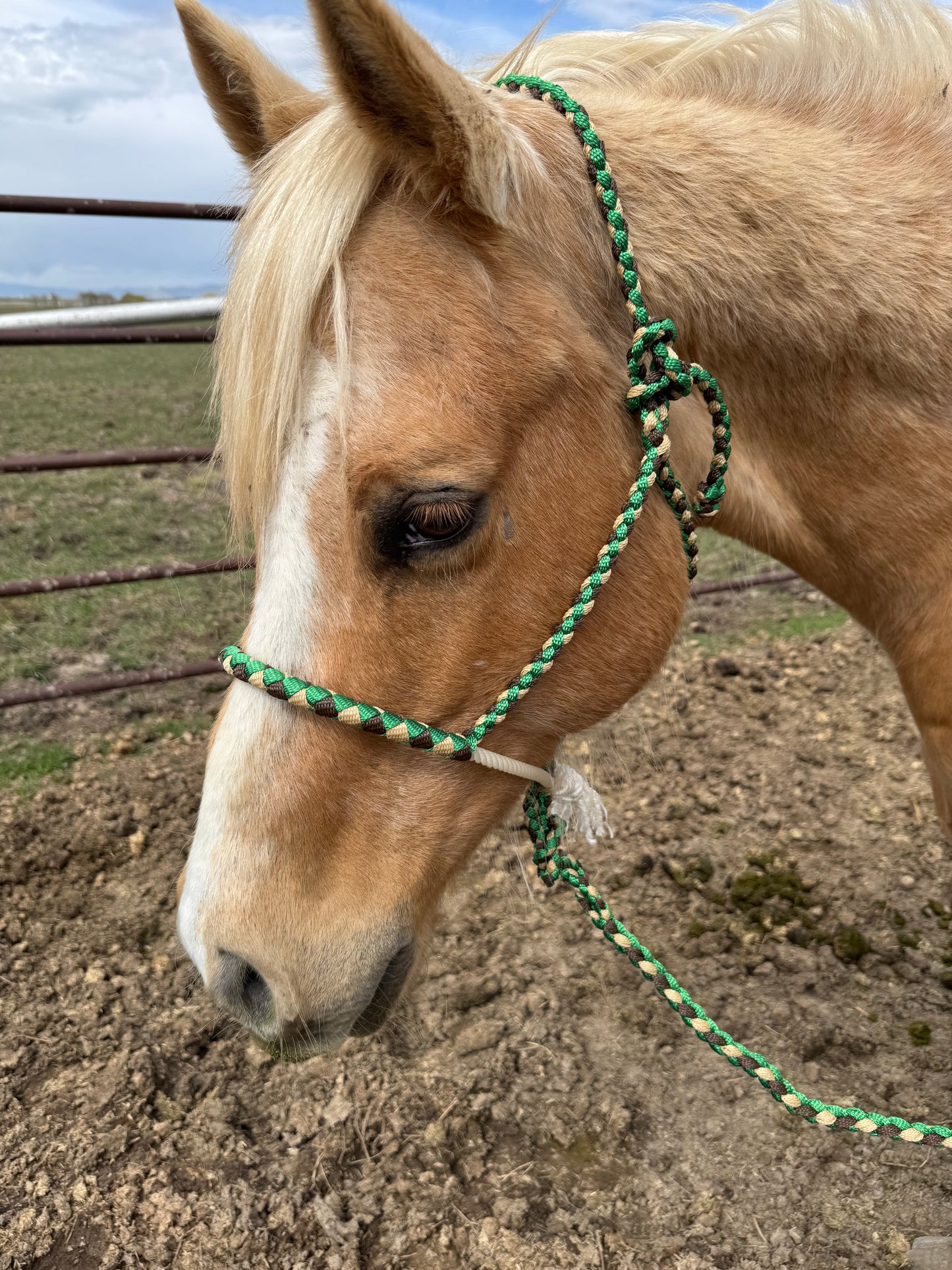 Lariat Noseband Halter