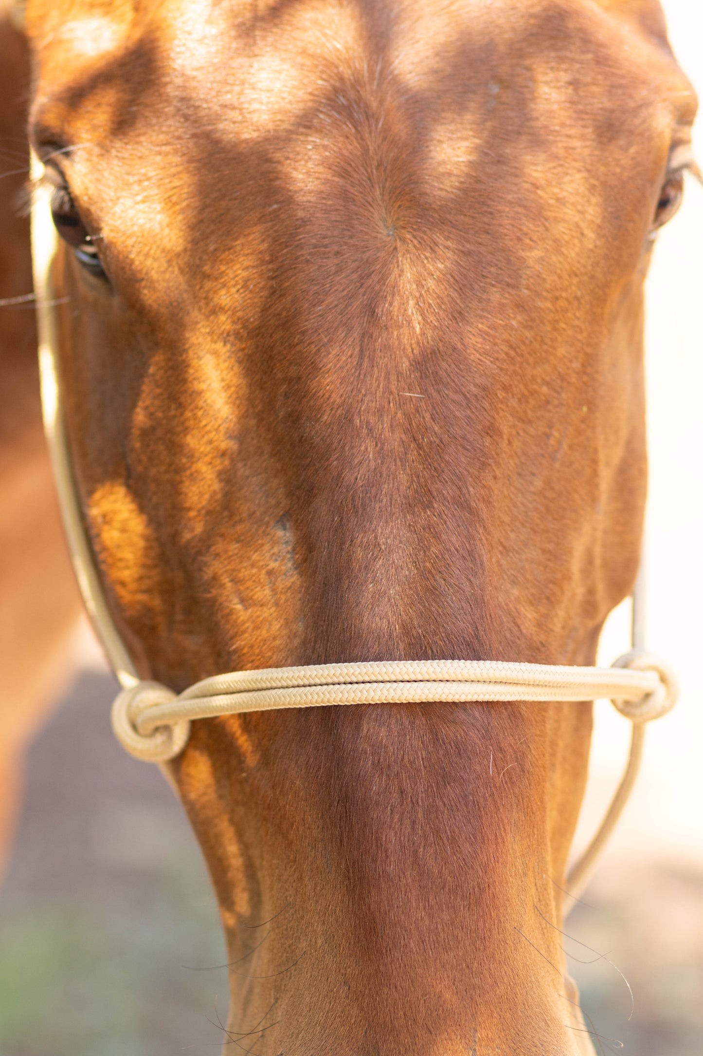 Rope Halter