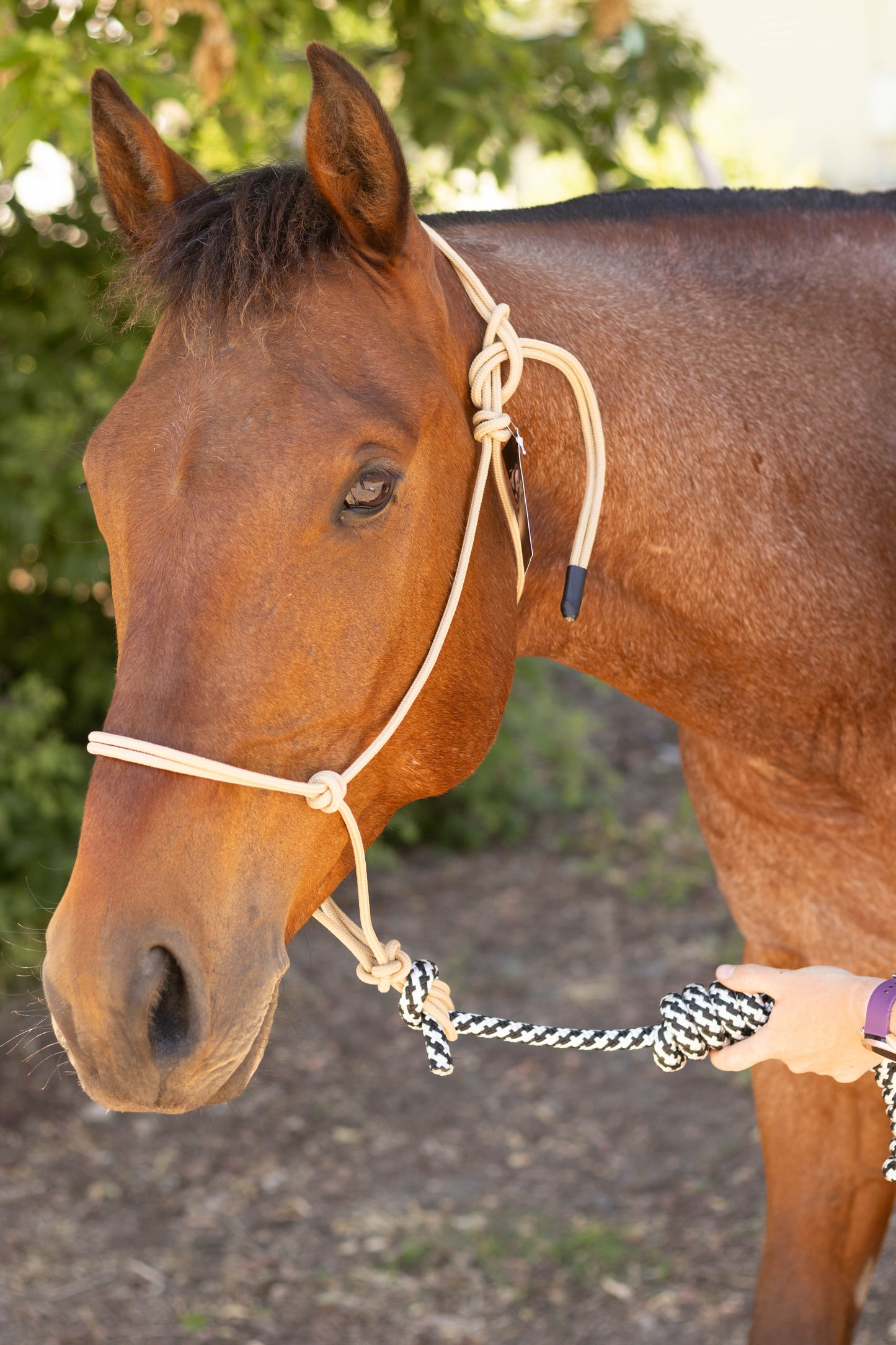 Rope Halter