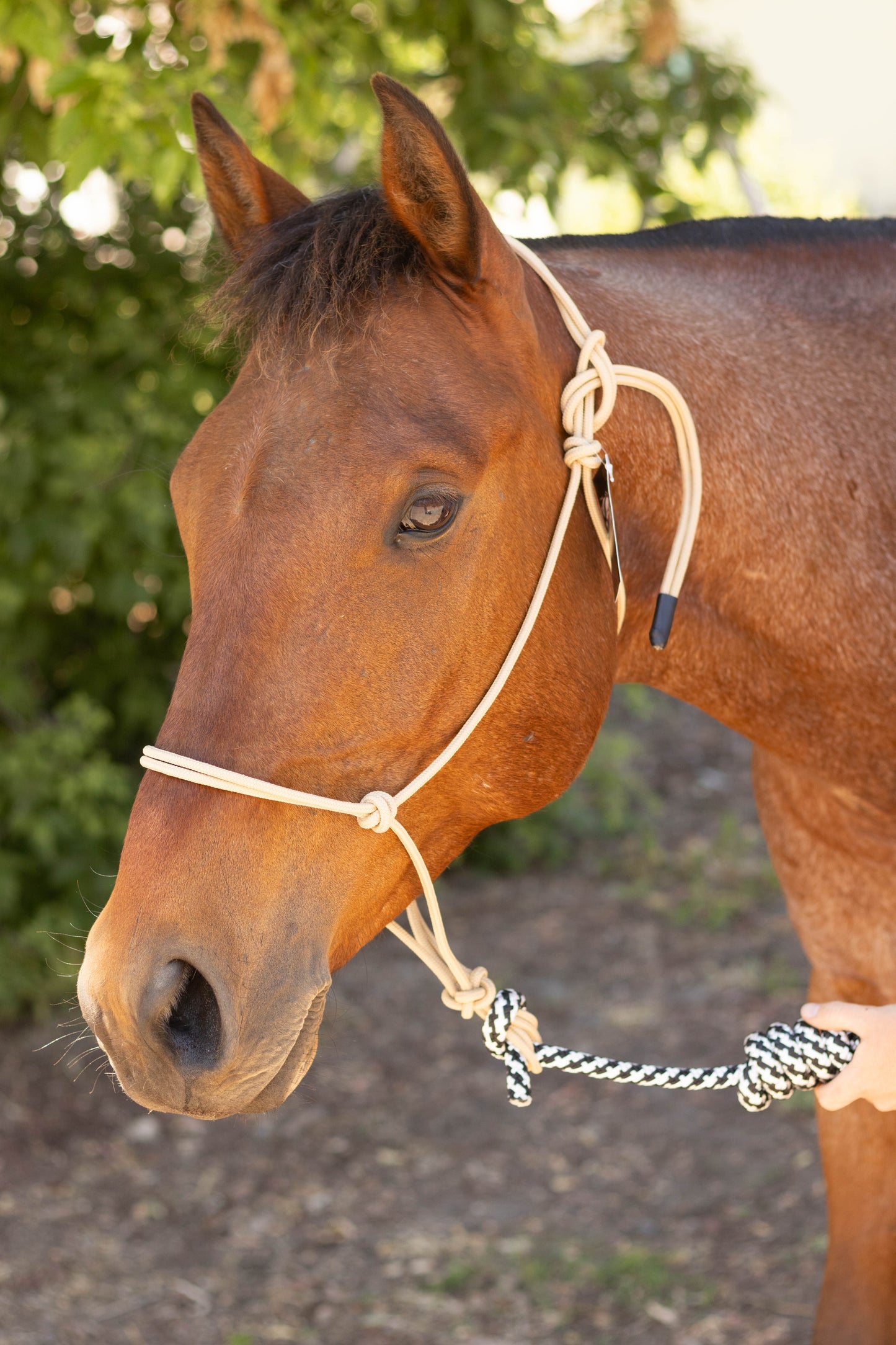 Rope Halter