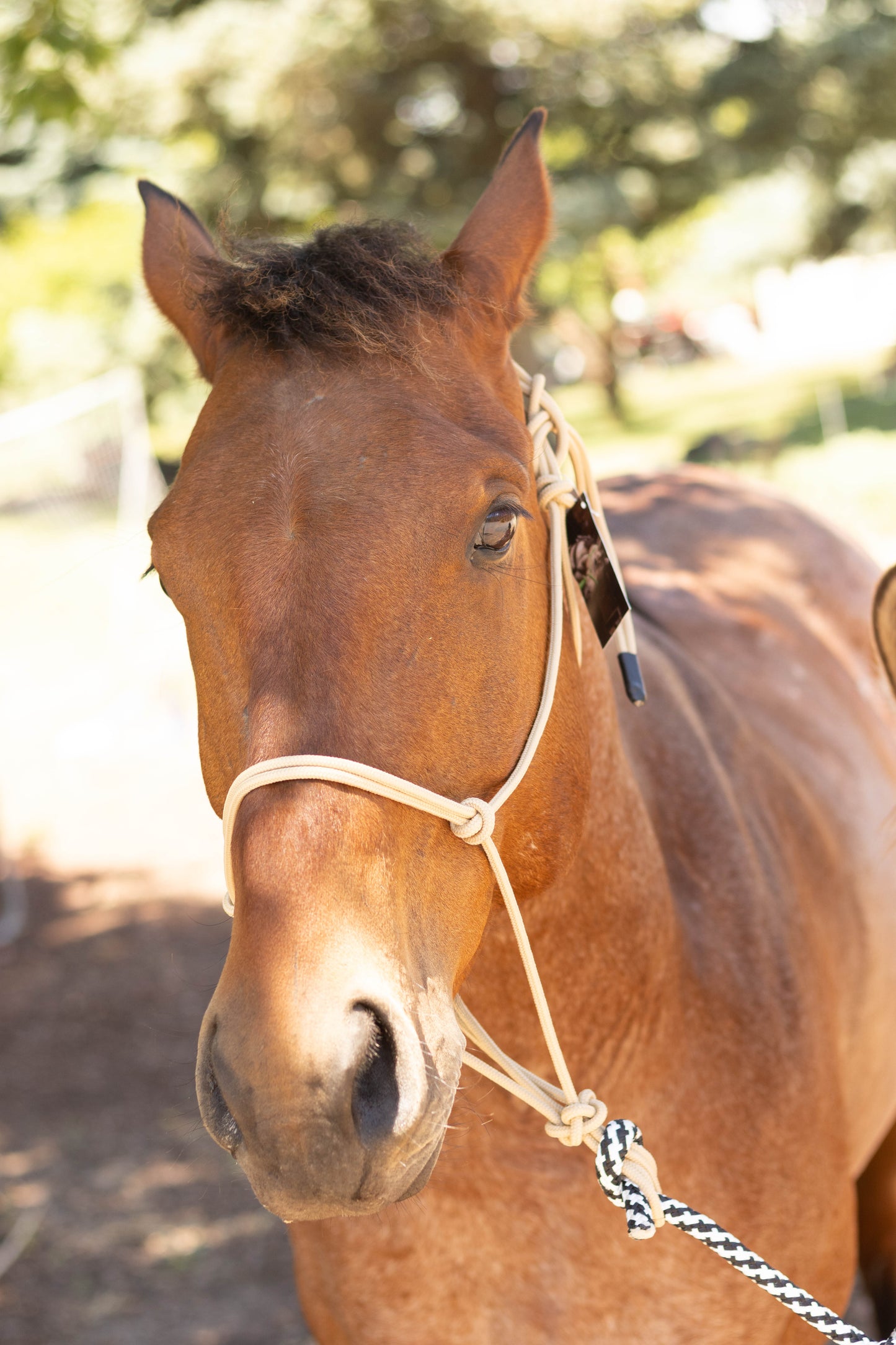 Rope Halter