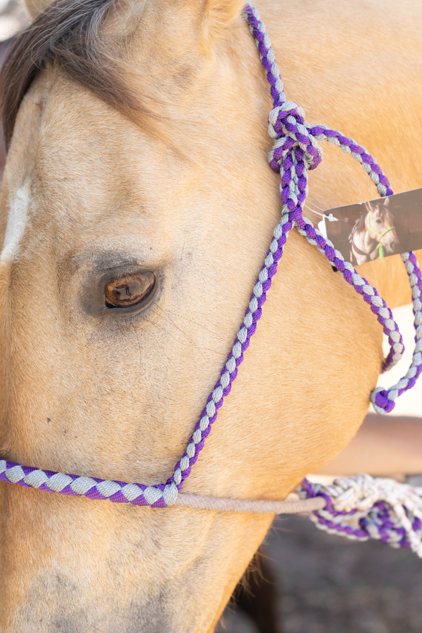 Lariat Noseband Halter