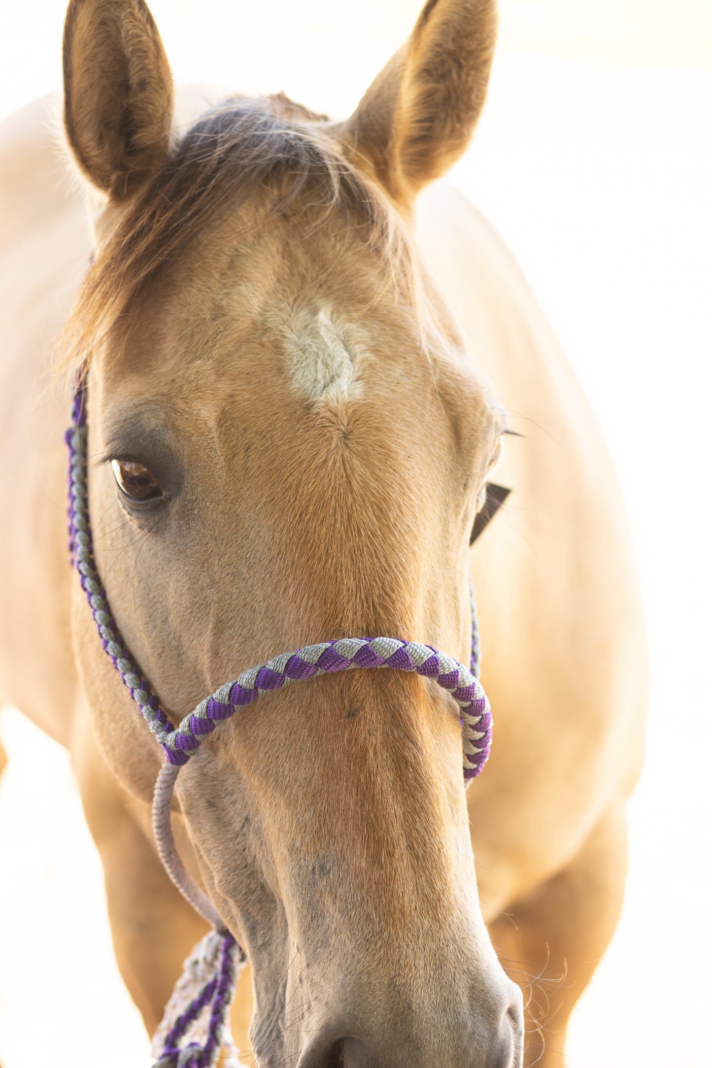 Lariat Noseband Halter