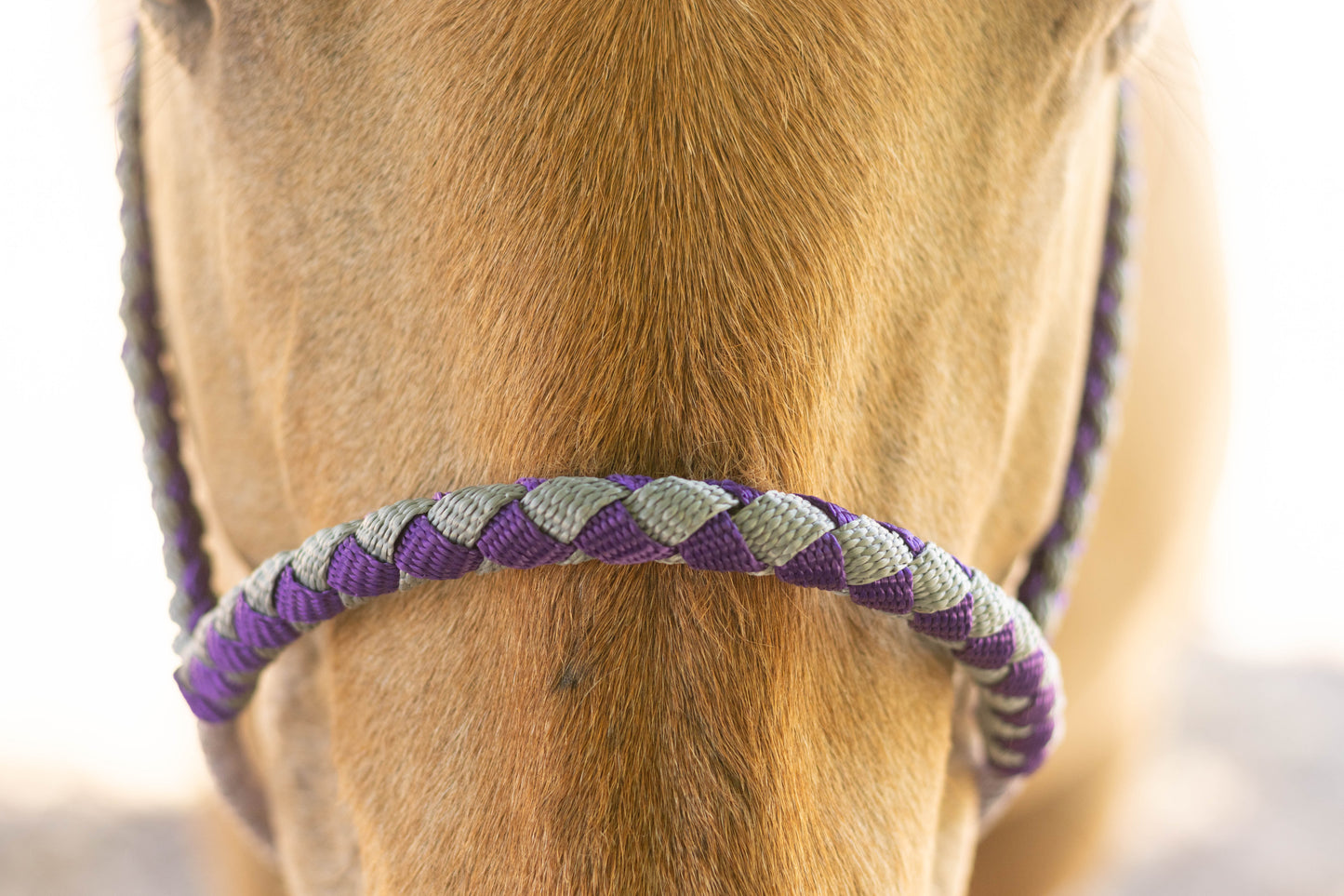 Lariat Noseband Halter