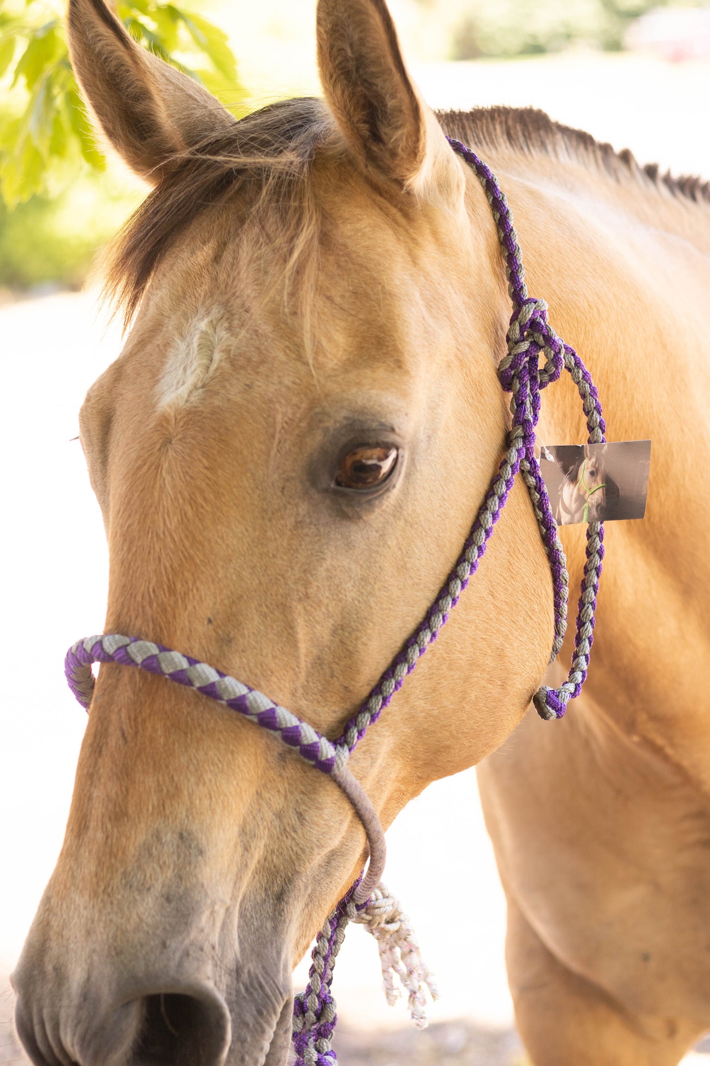 Lariat Noseband Halter