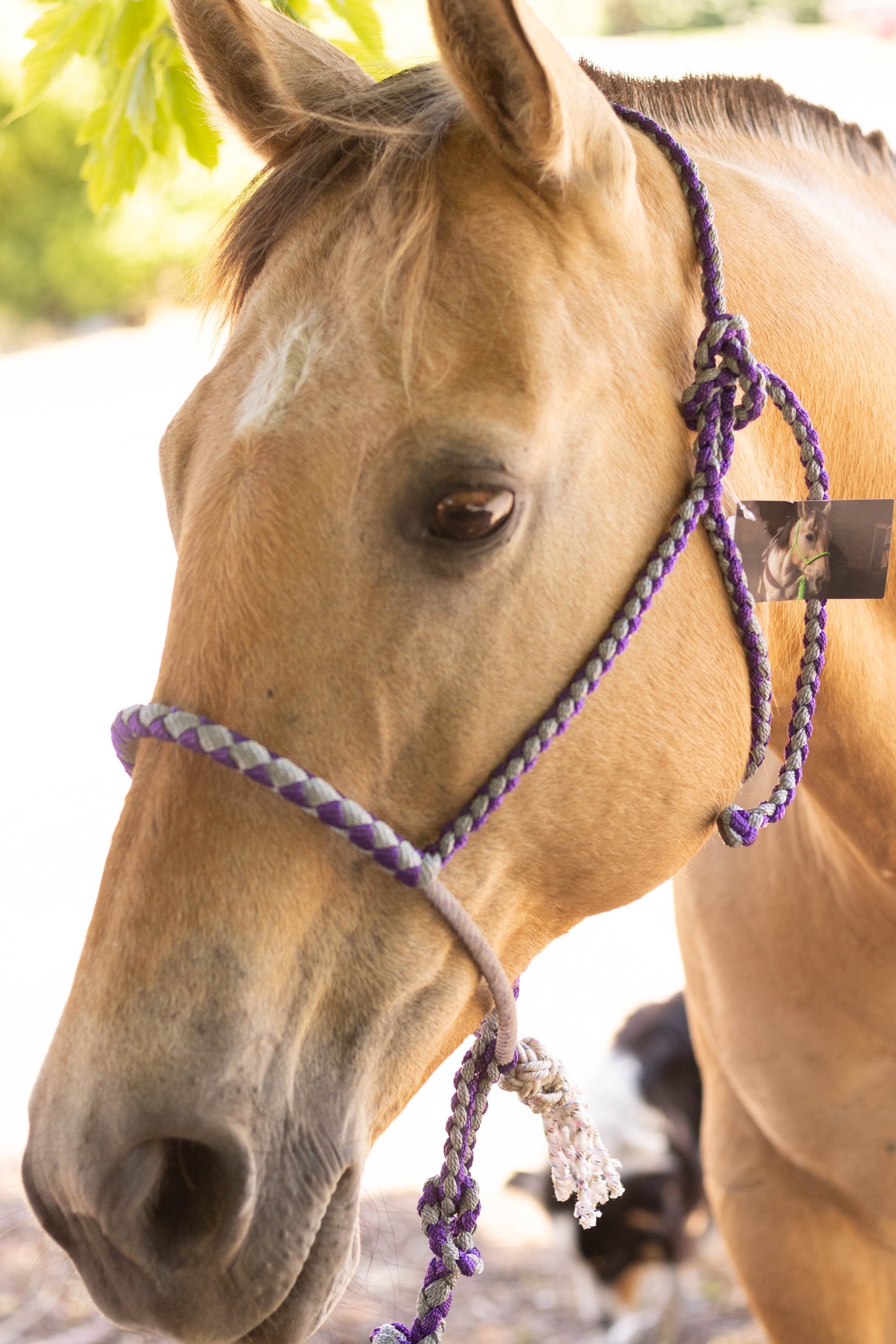 Lariat Noseband Halter