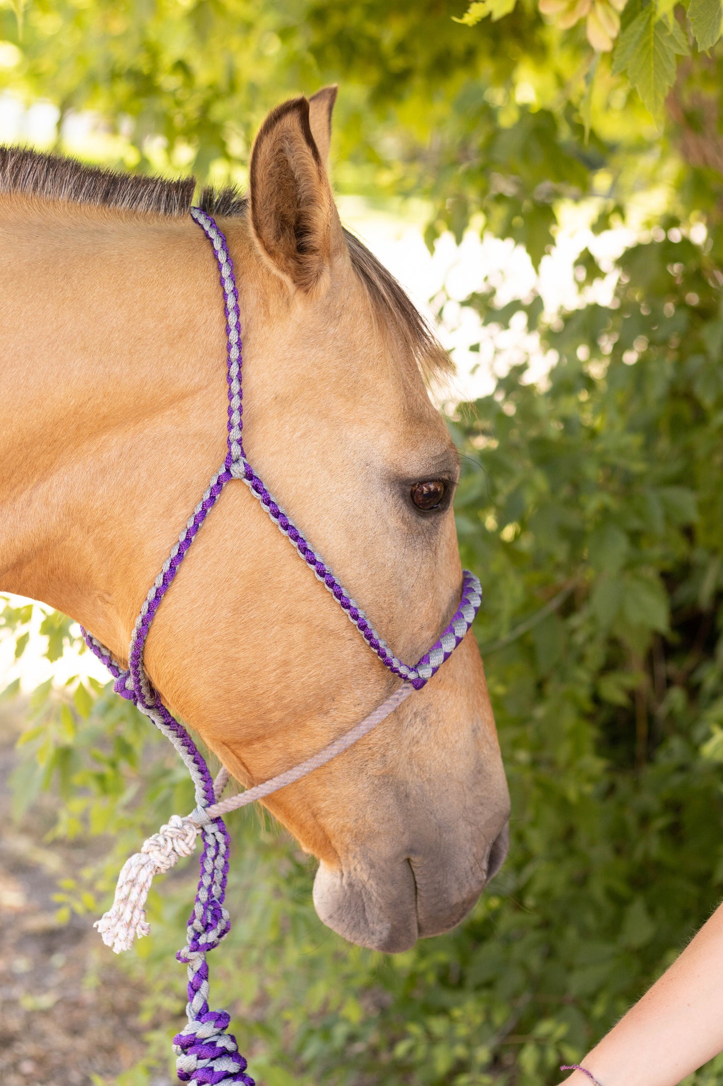 Lariat Noseband Halter