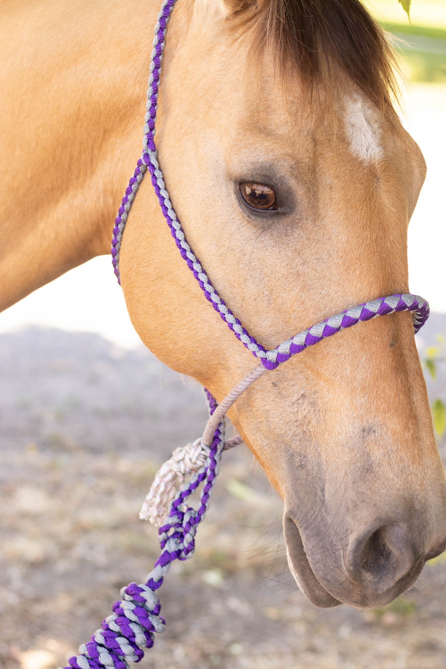 Lariat Noseband Halter