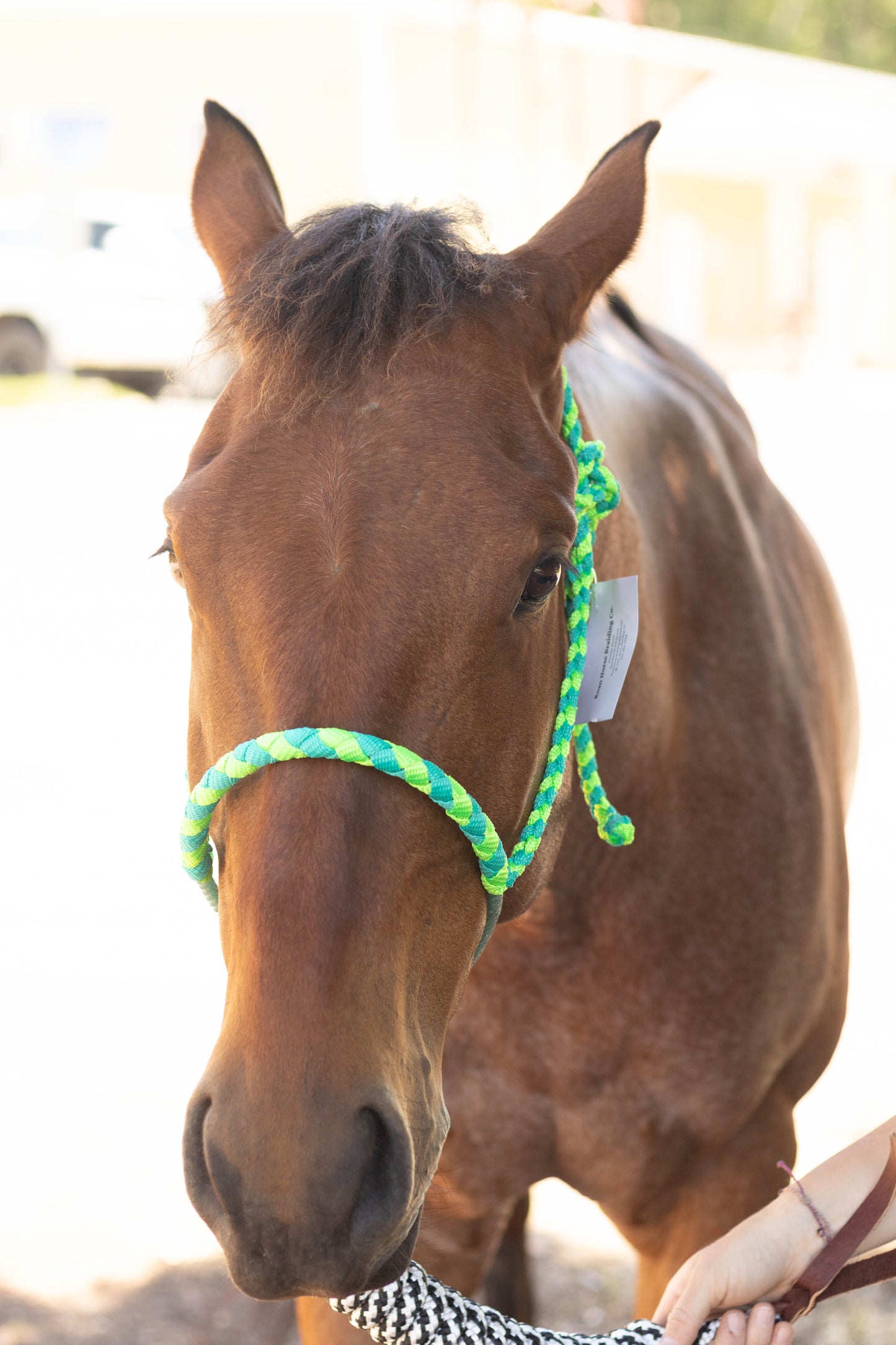 Lariat Noseband Halter with 10ft Yacht Lead