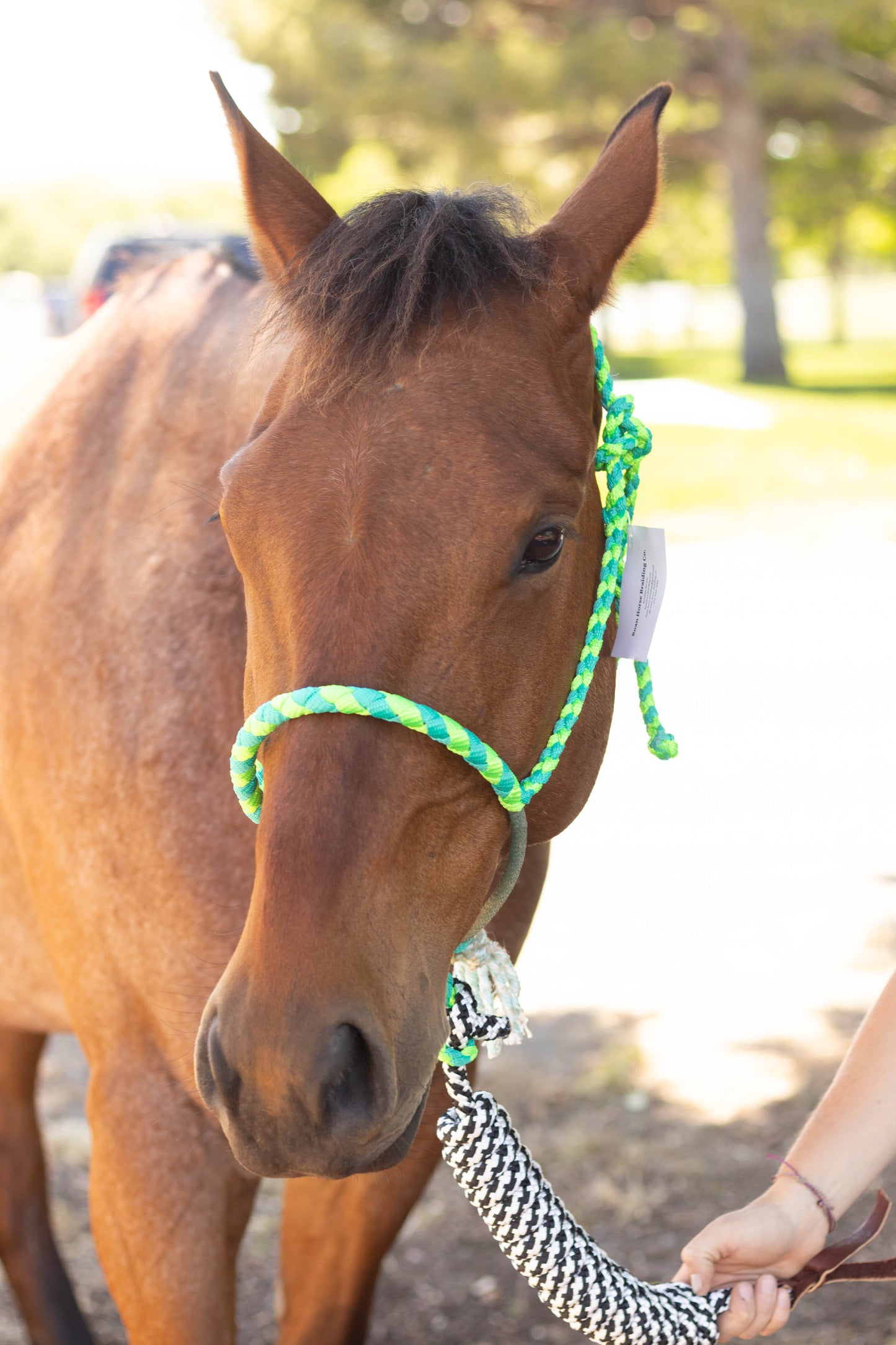 Lariat Noseband Halter with 10ft Yacht Lead