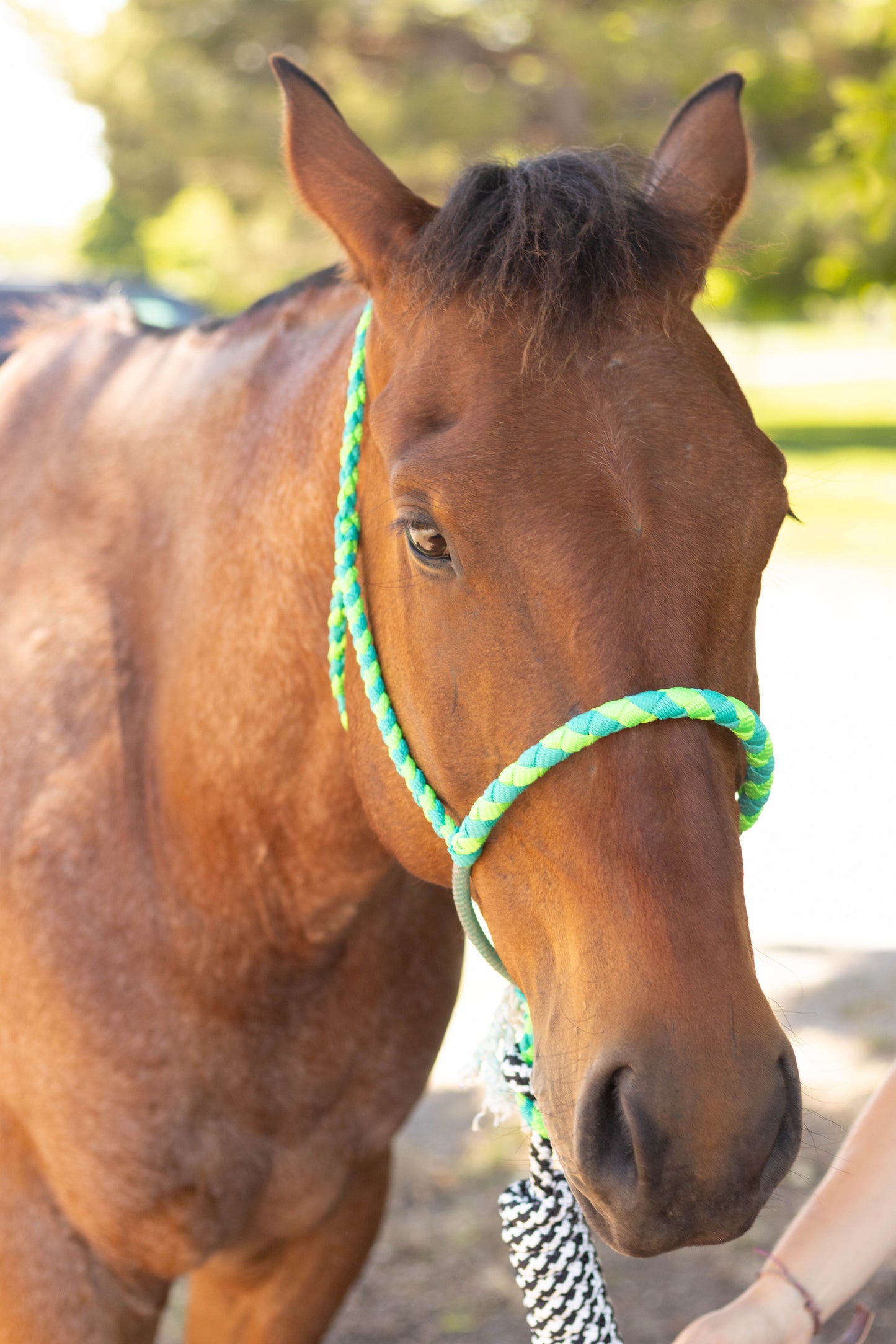 Lariat Noseband Halter with 10ft Yacht Lead