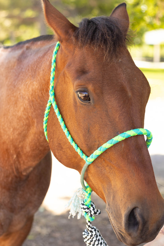 Lariat Noseband Halter with 10ft Yacht Lead