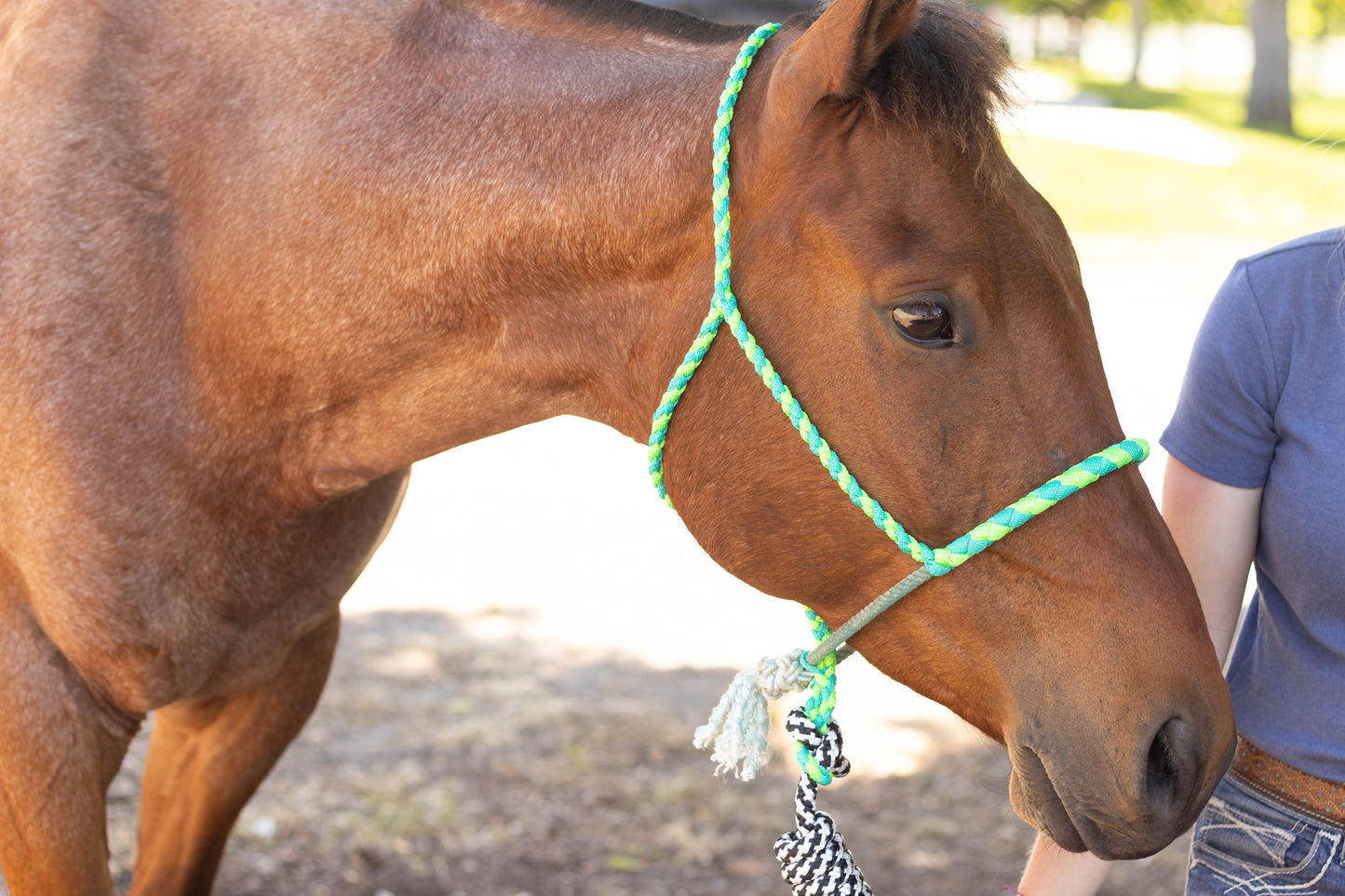 Lariat Noseband Halter with 10ft Yacht Lead