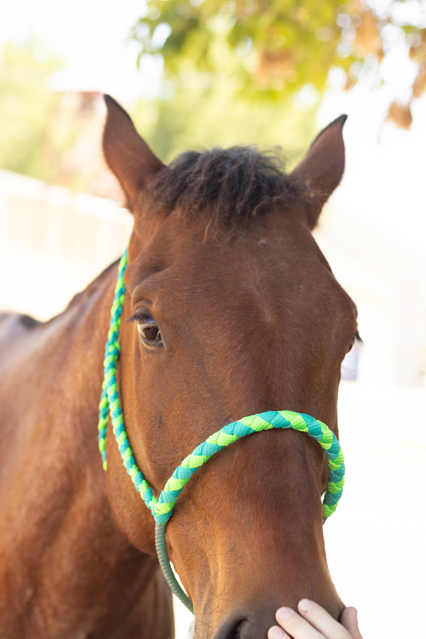 Lariat Noseband Halter with 10ft Yacht Lead