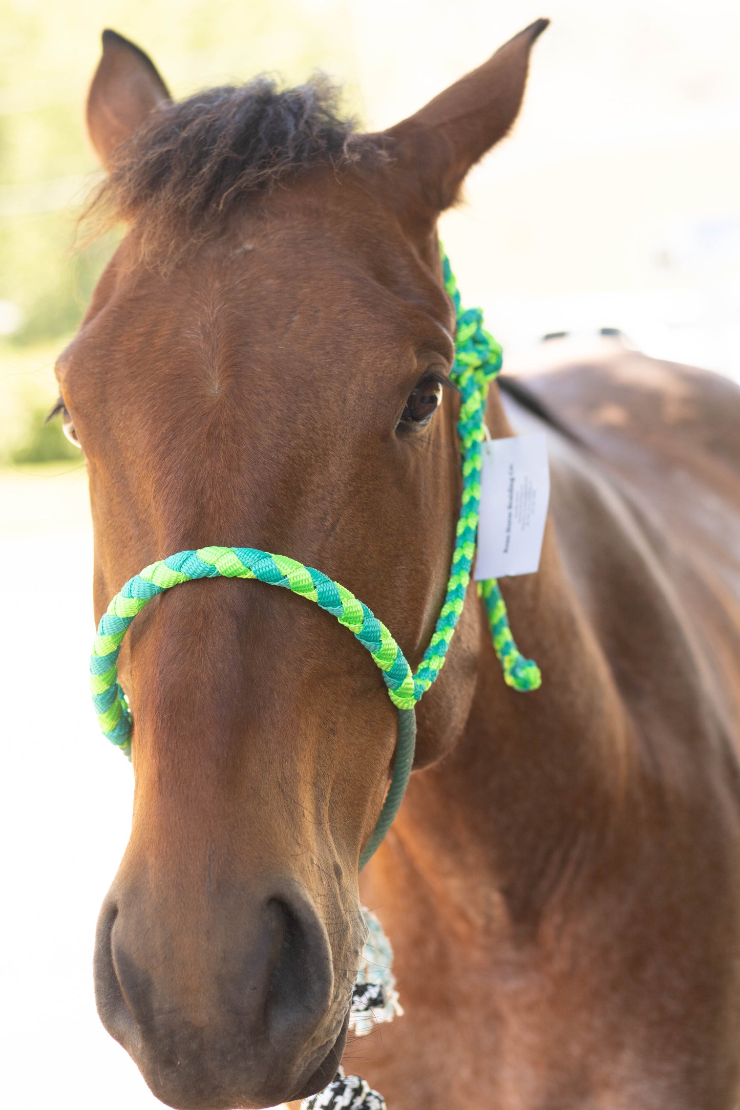 Lariat Noseband Halter with 10ft Yacht Lead