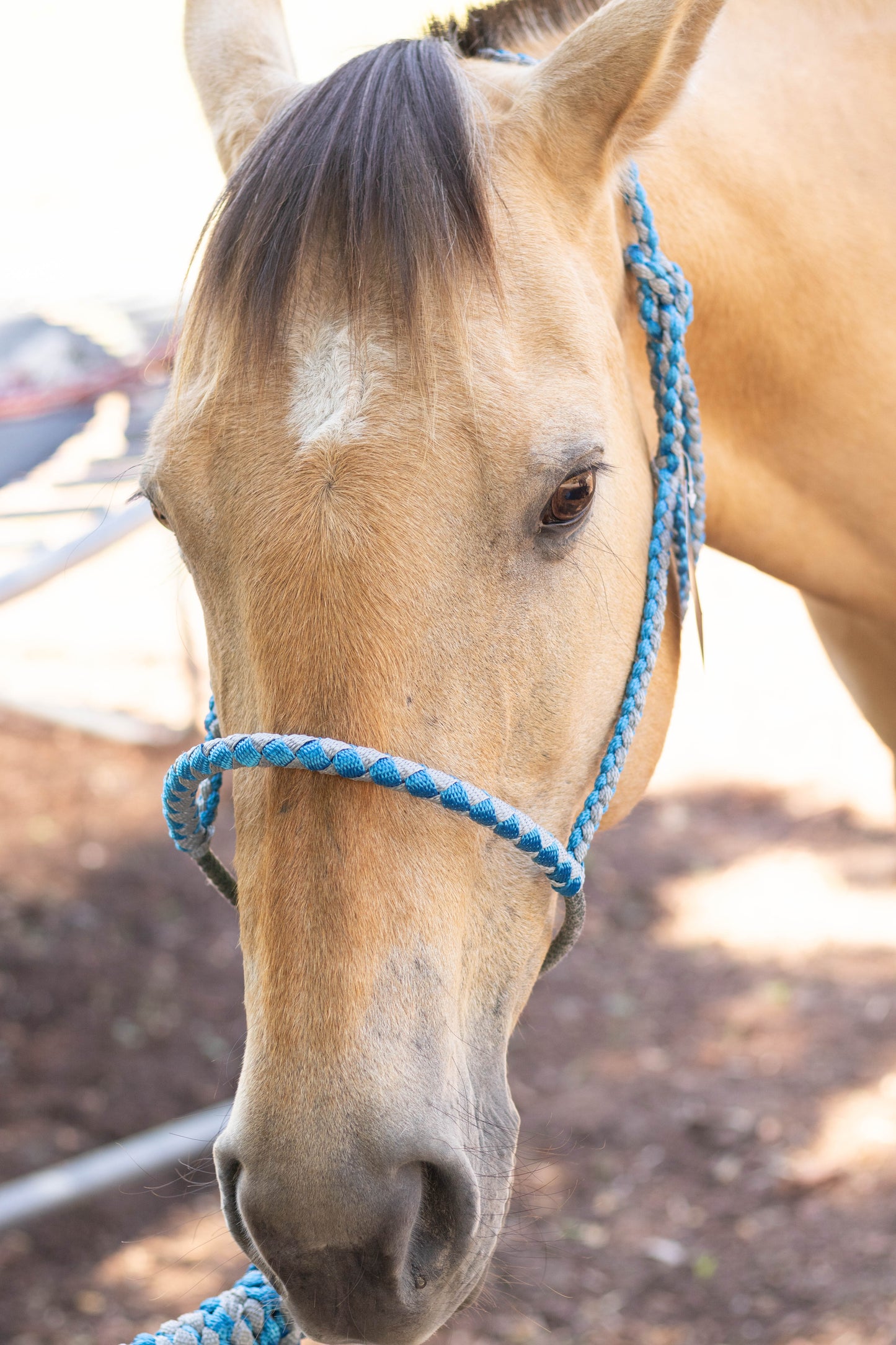 Lariat Noseband Halter