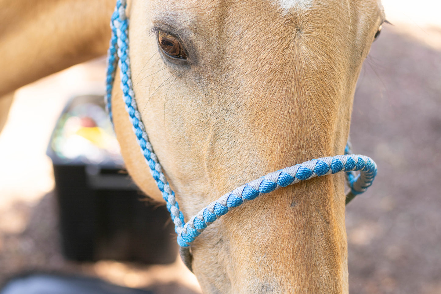 Lariat Noseband Halter