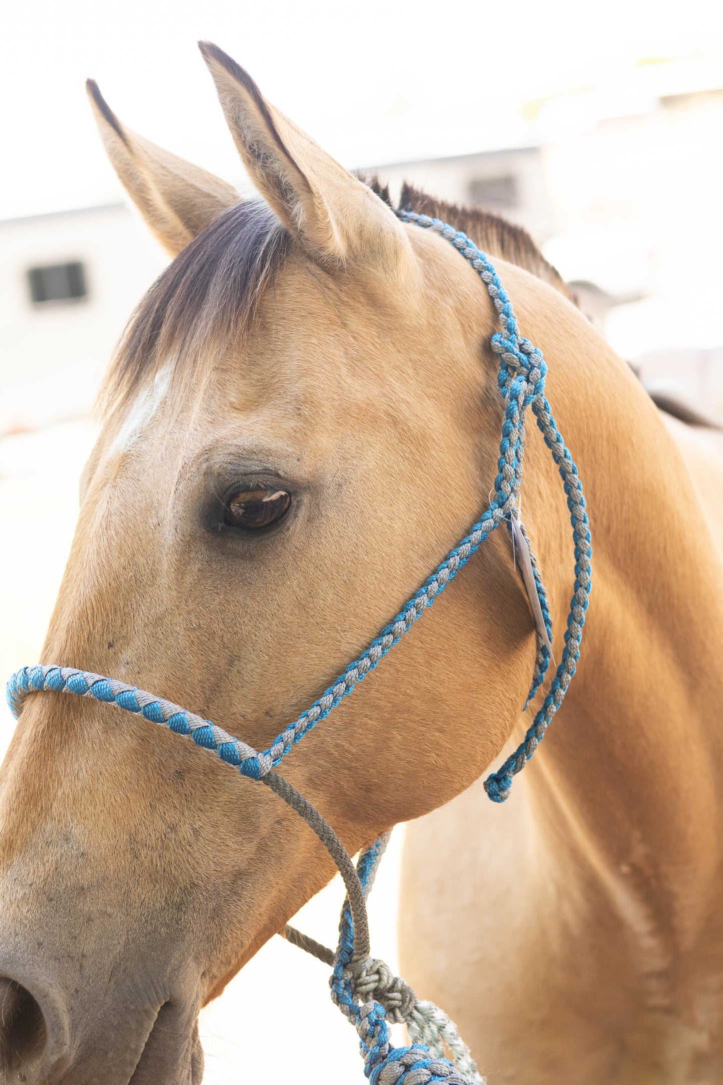 Lariat Noseband Halter