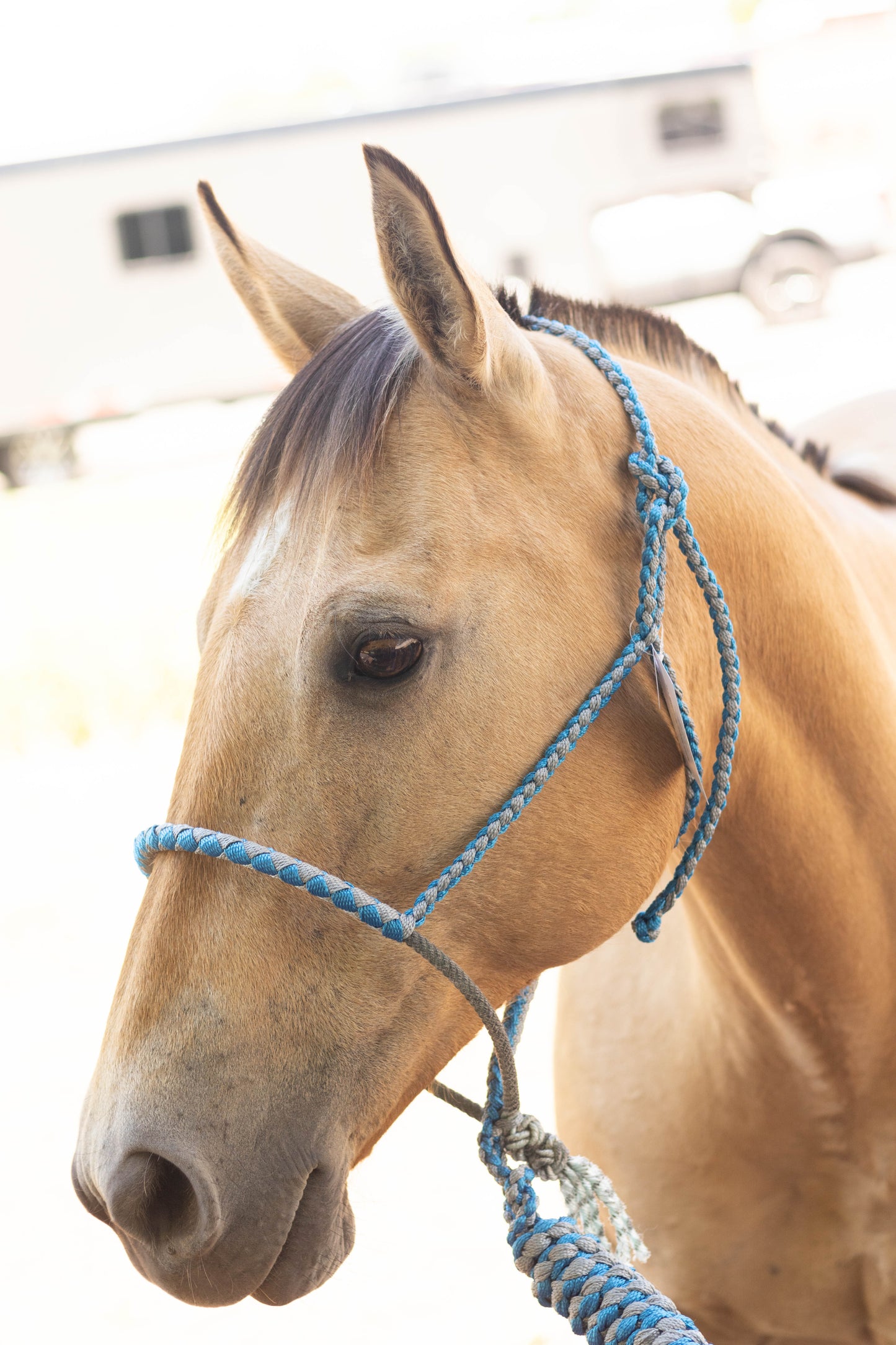 Lariat Noseband Halter