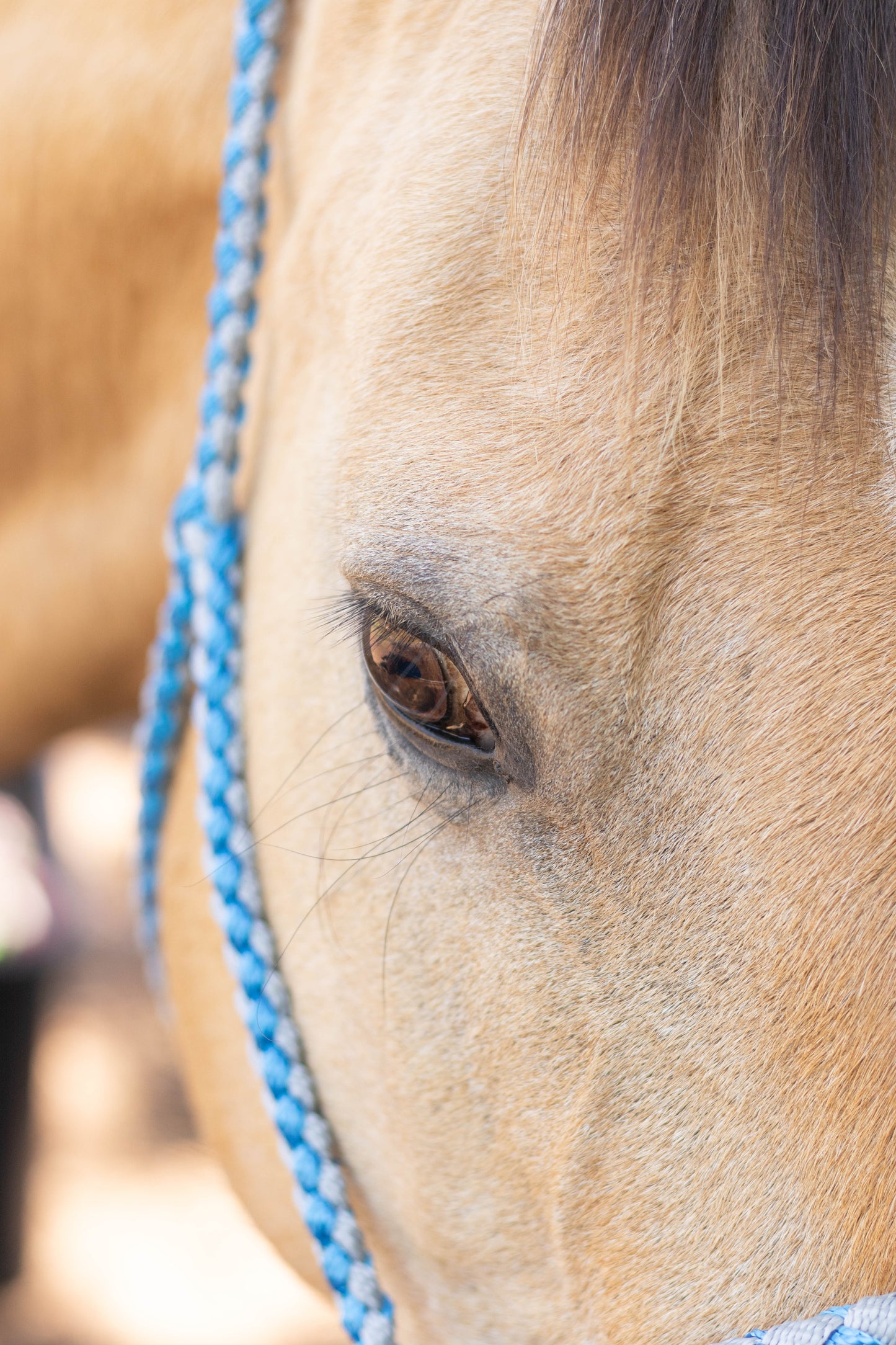 Lariat Noseband Halter