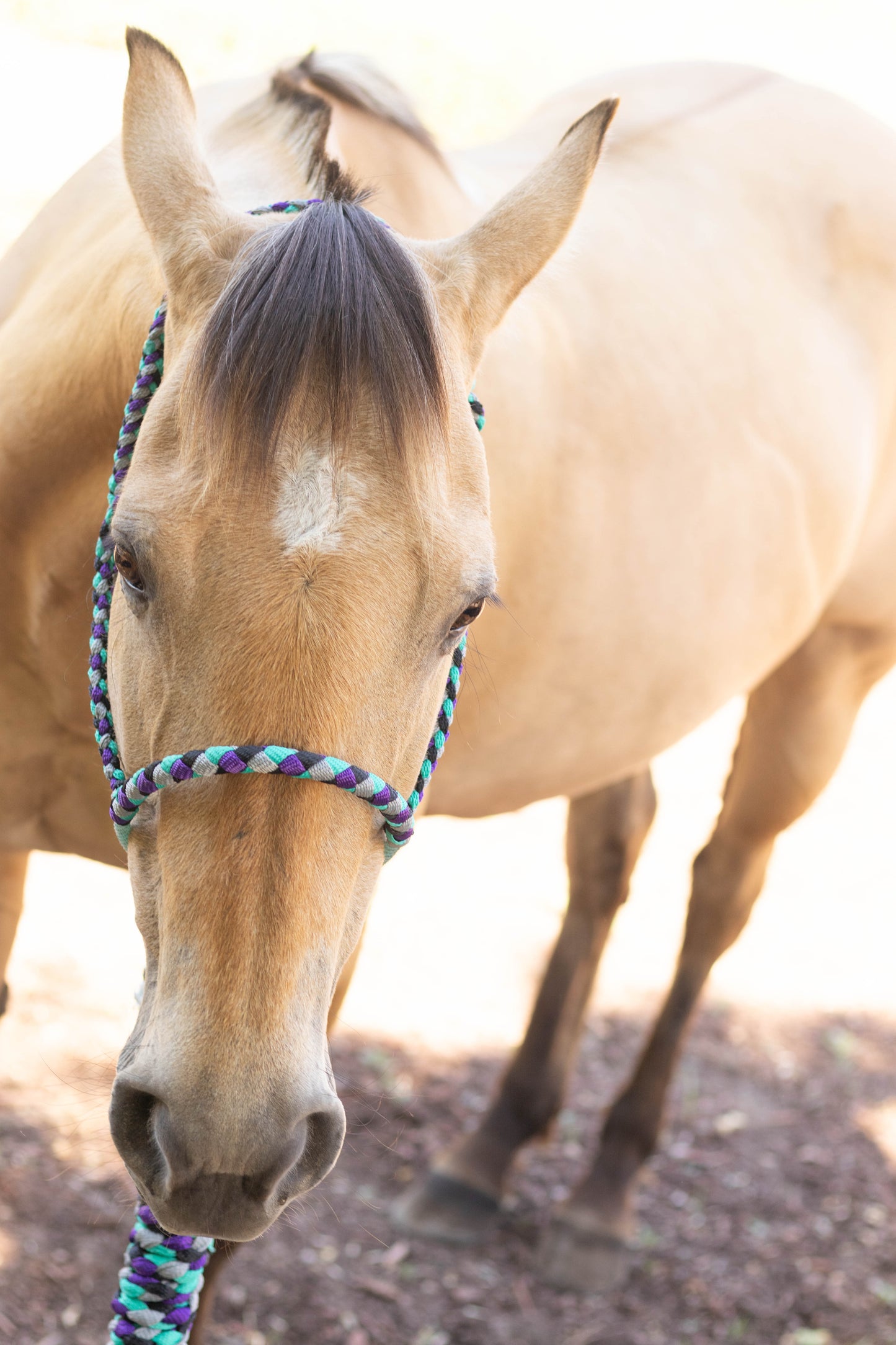 Lariat Noseband Halter