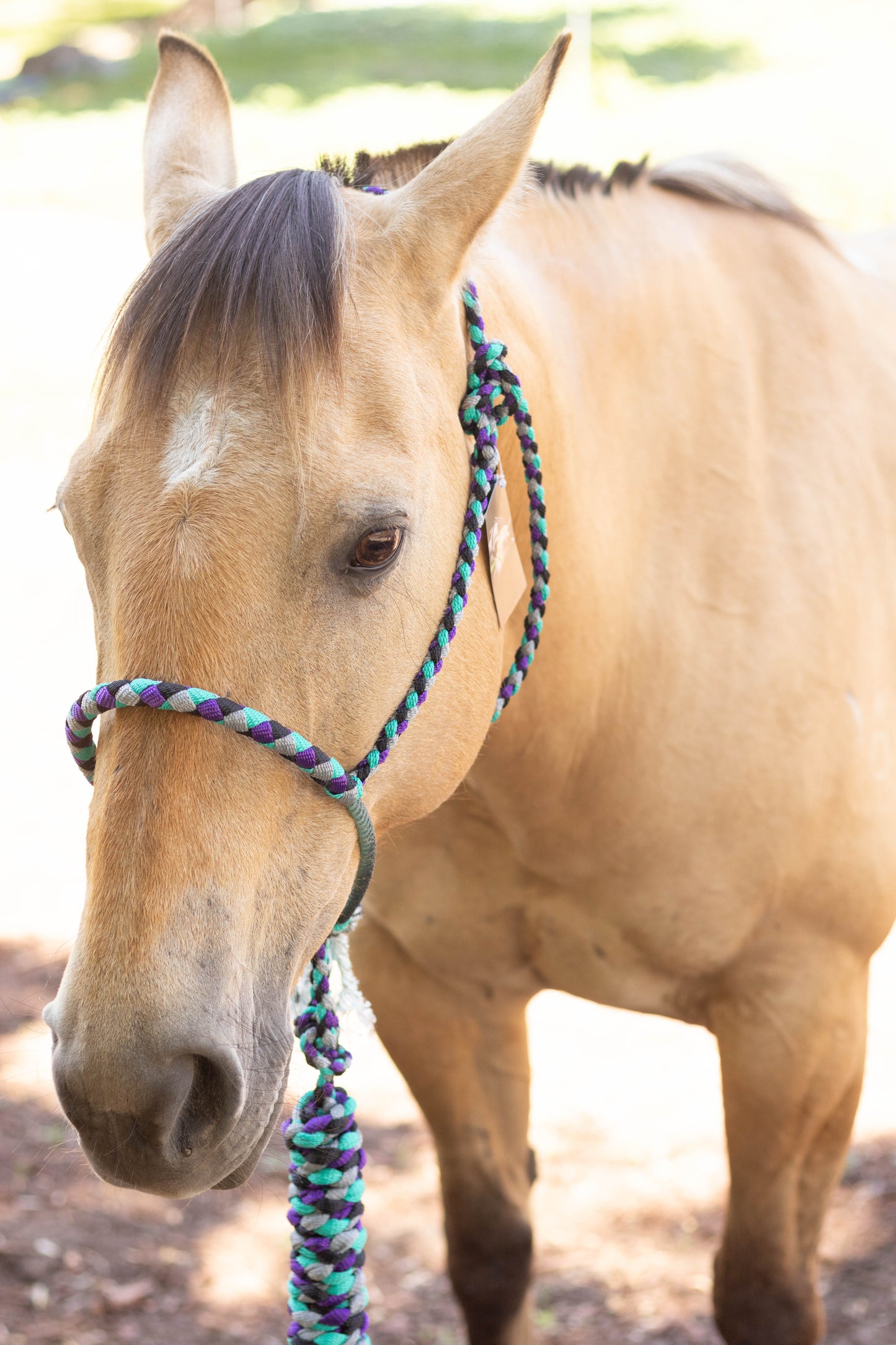 Lariat Noseband Halter