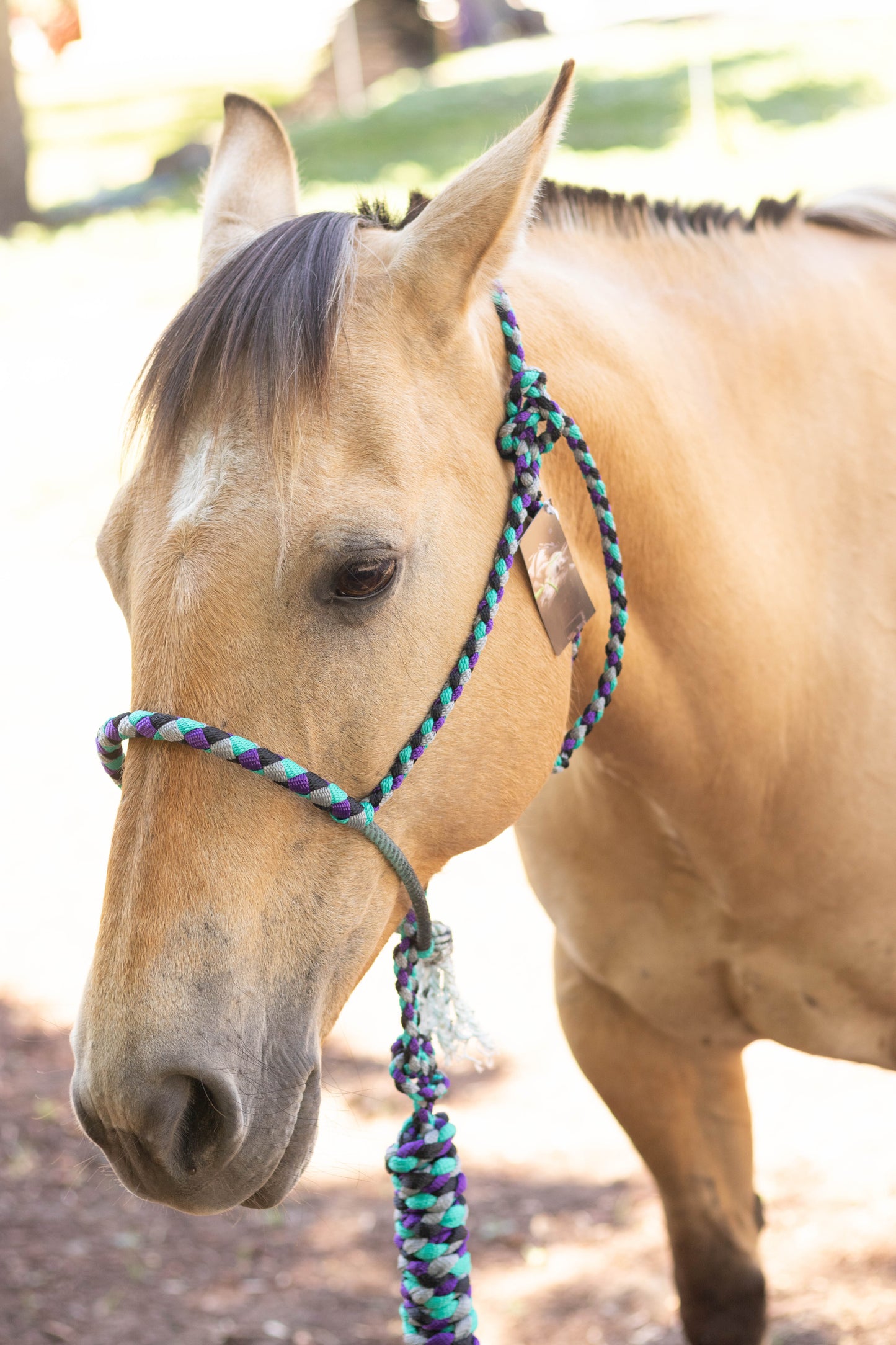 Lariat Noseband Halter