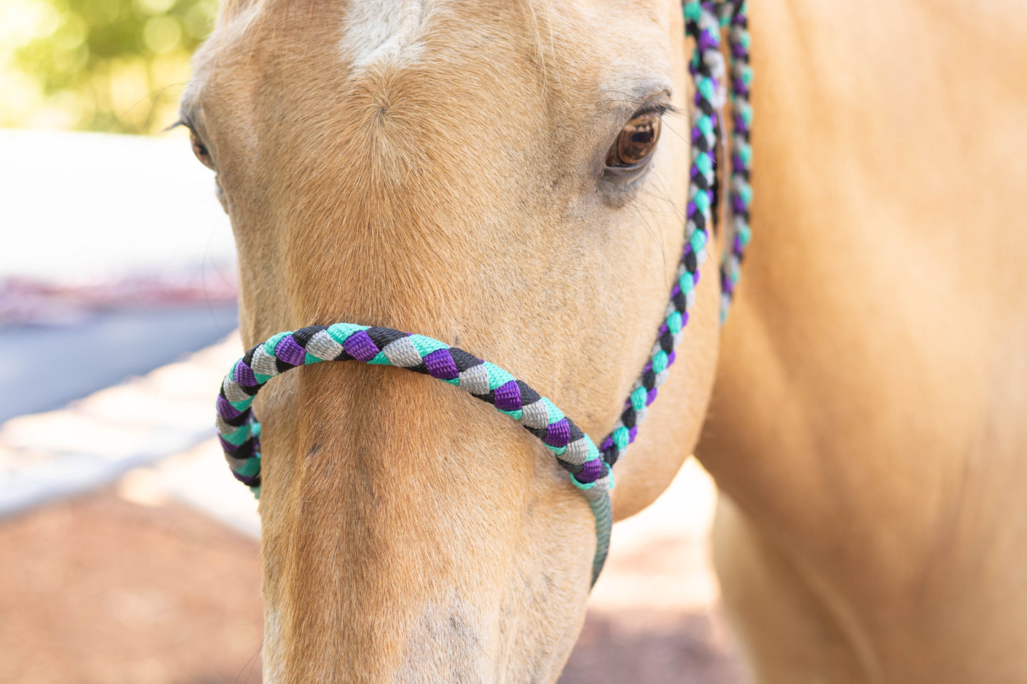 Lariat Noseband Halter