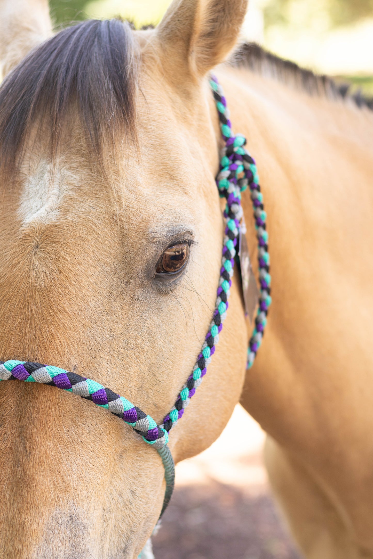 Lariat Noseband Halter