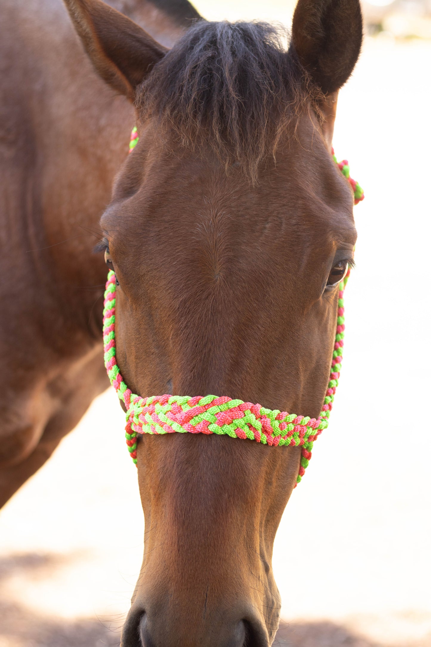 Muletape Halter