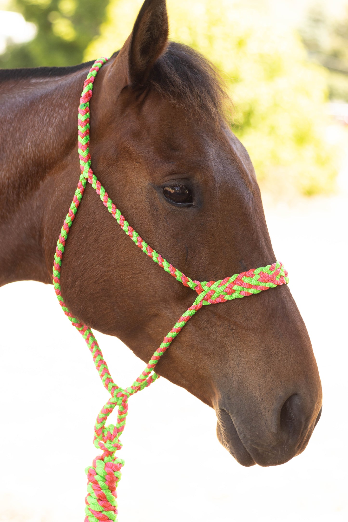 Muletape Halter