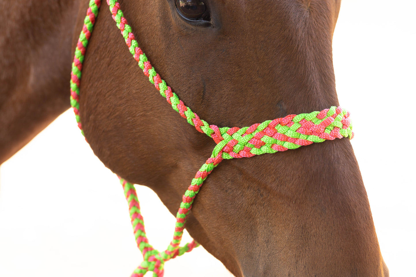 Muletape Halter