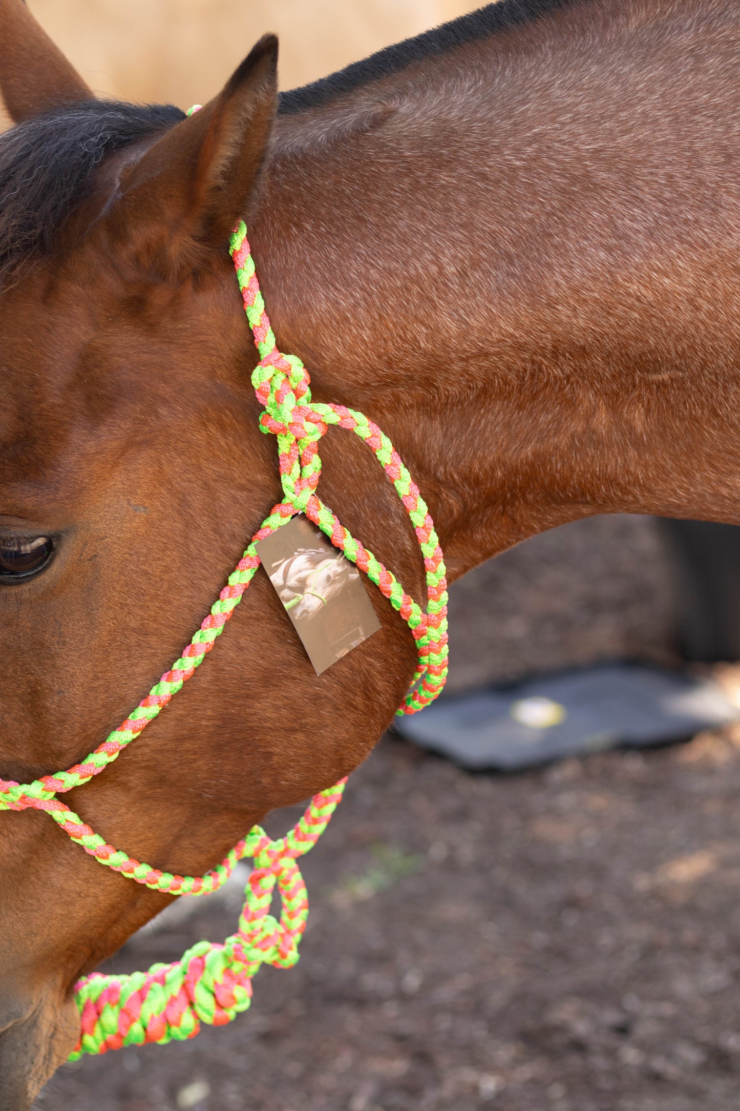 Muletape Halter