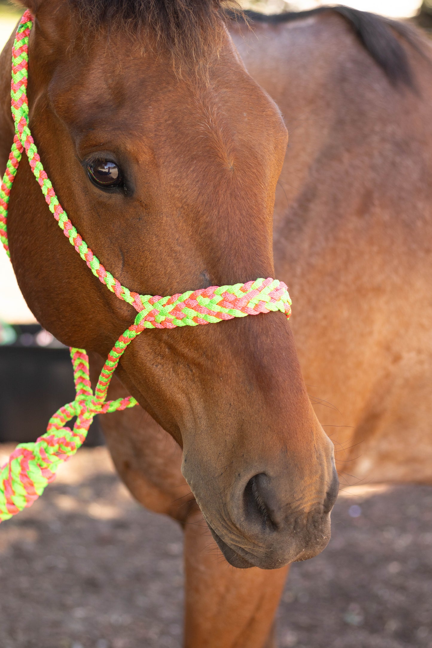 Muletape Halter