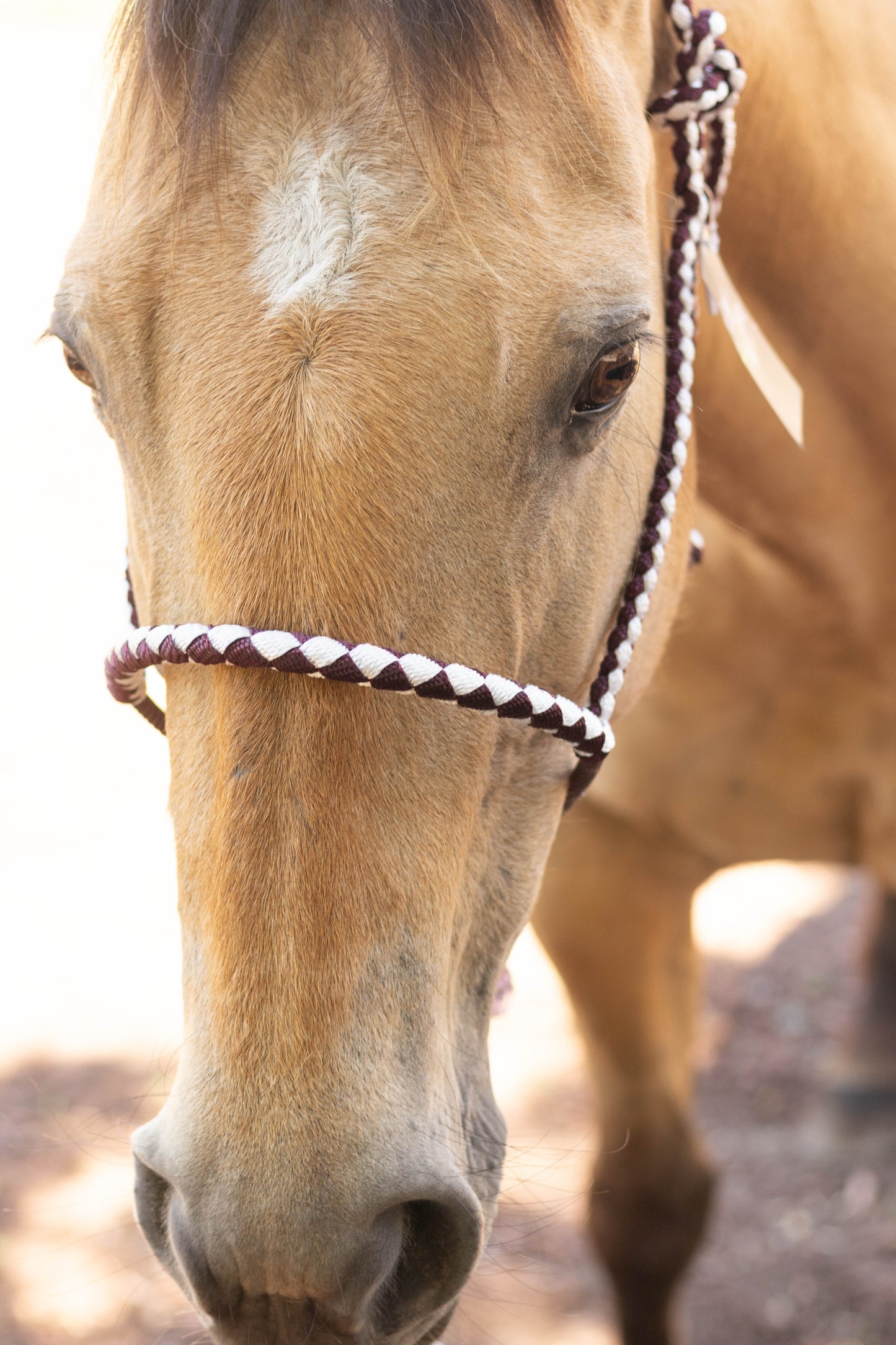 Lariat Noseband Halter