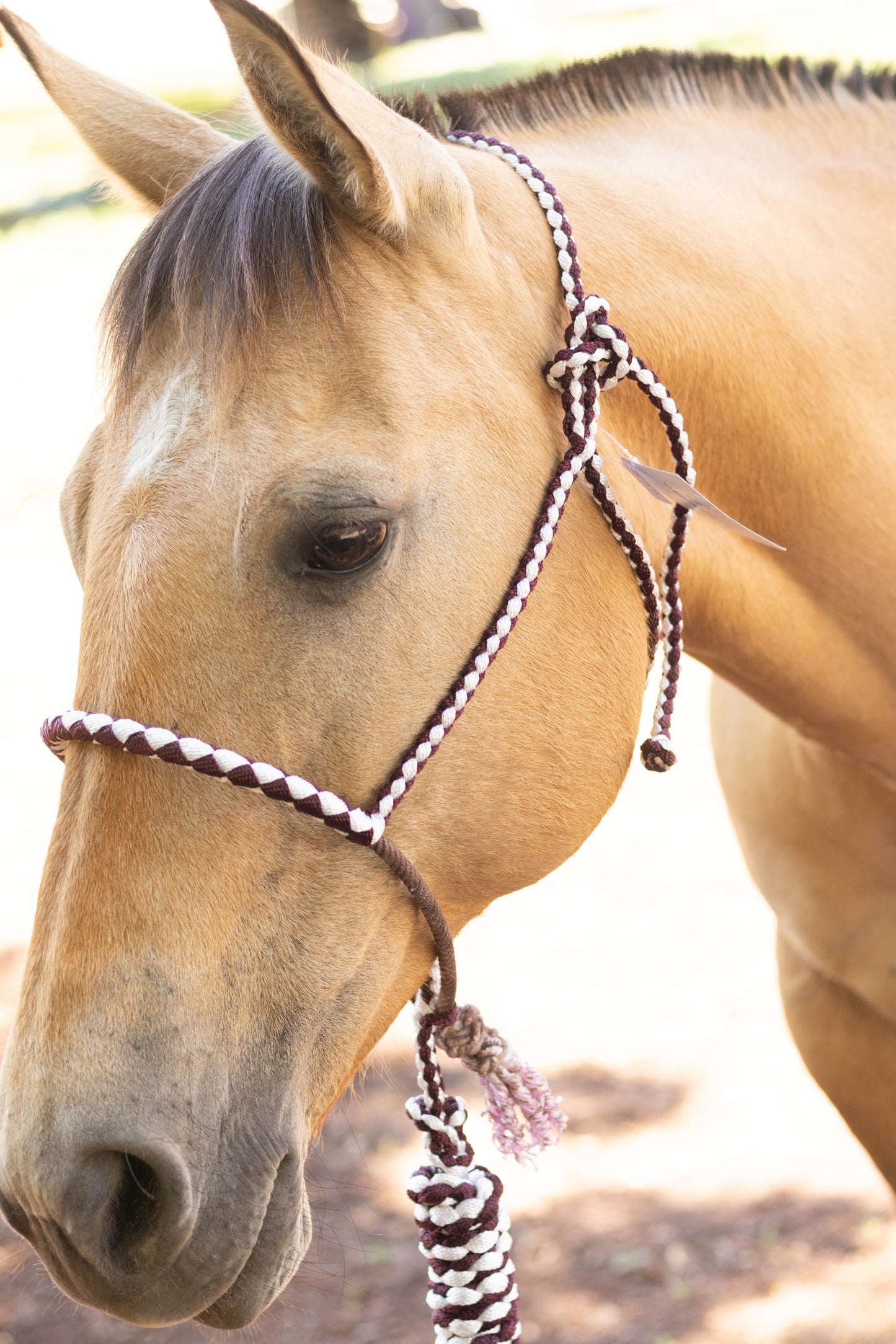 Lariat Noseband Halter