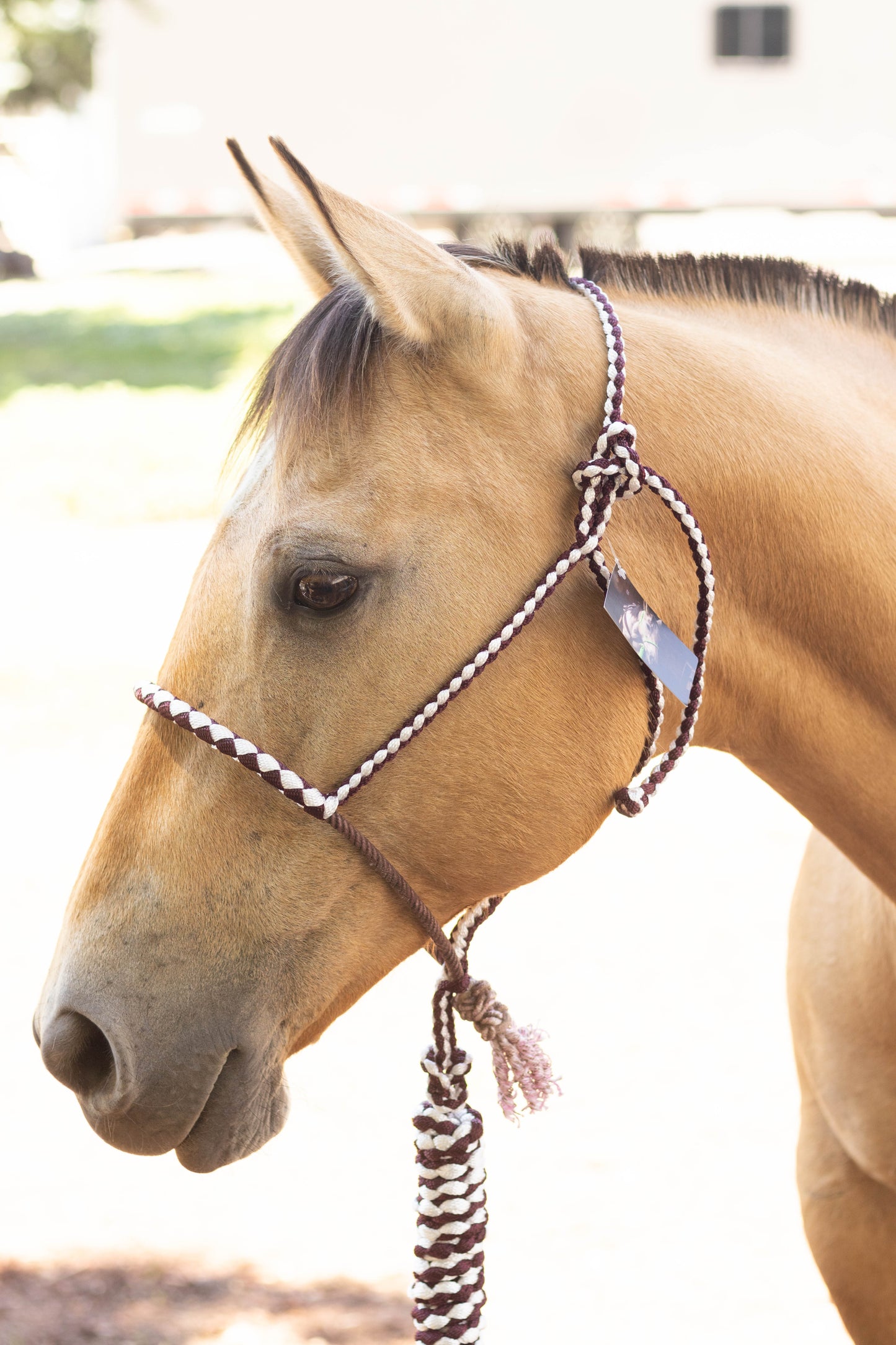 Lariat Noseband Halter