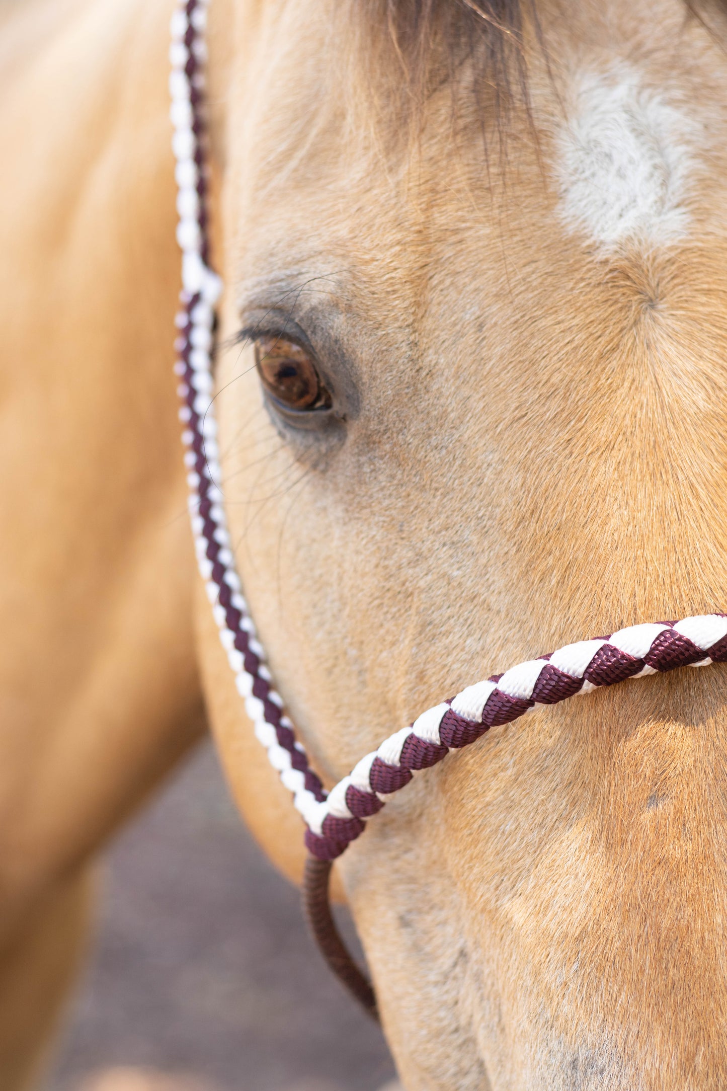 Lariat Noseband Halter