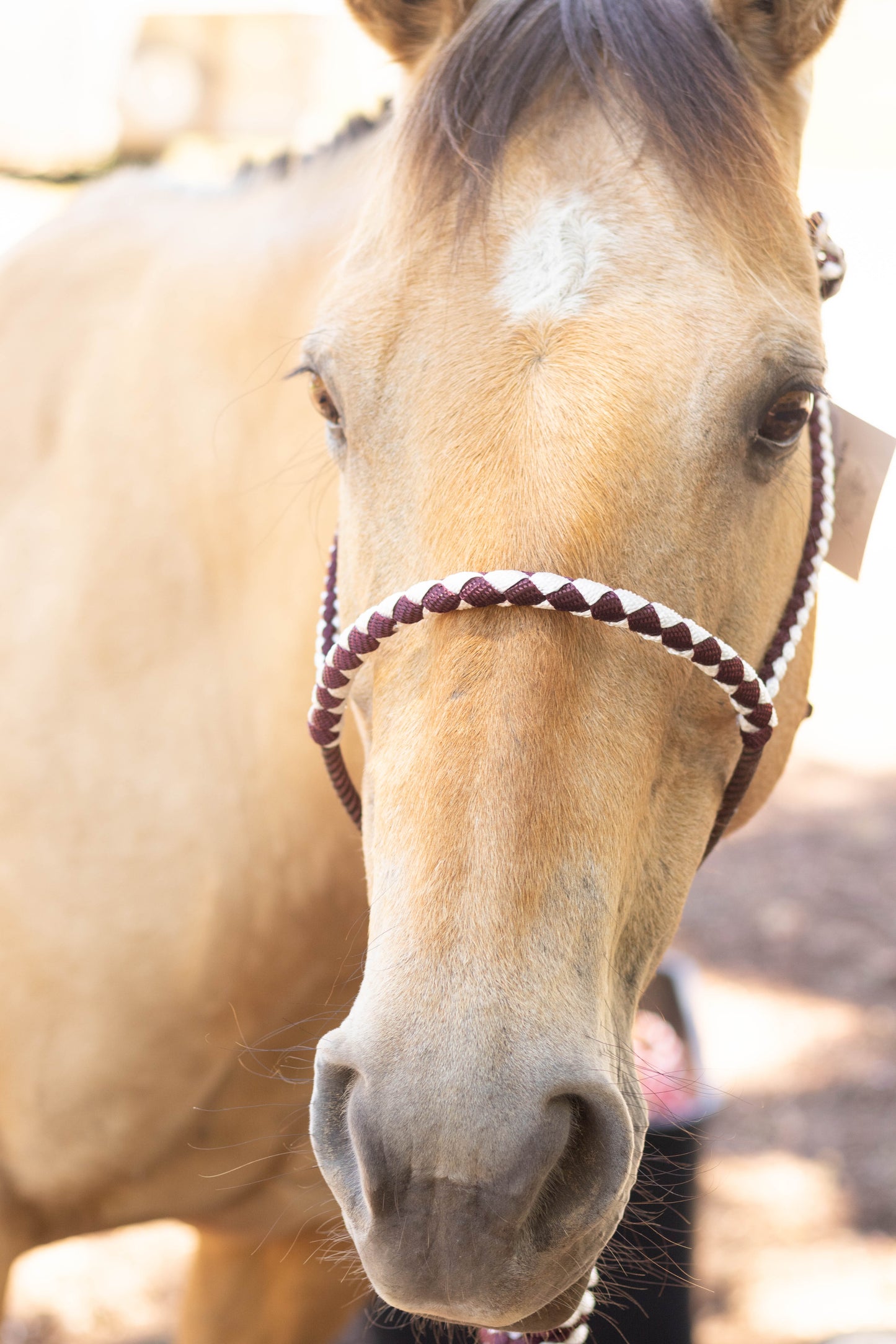 Lariat Noseband Halter