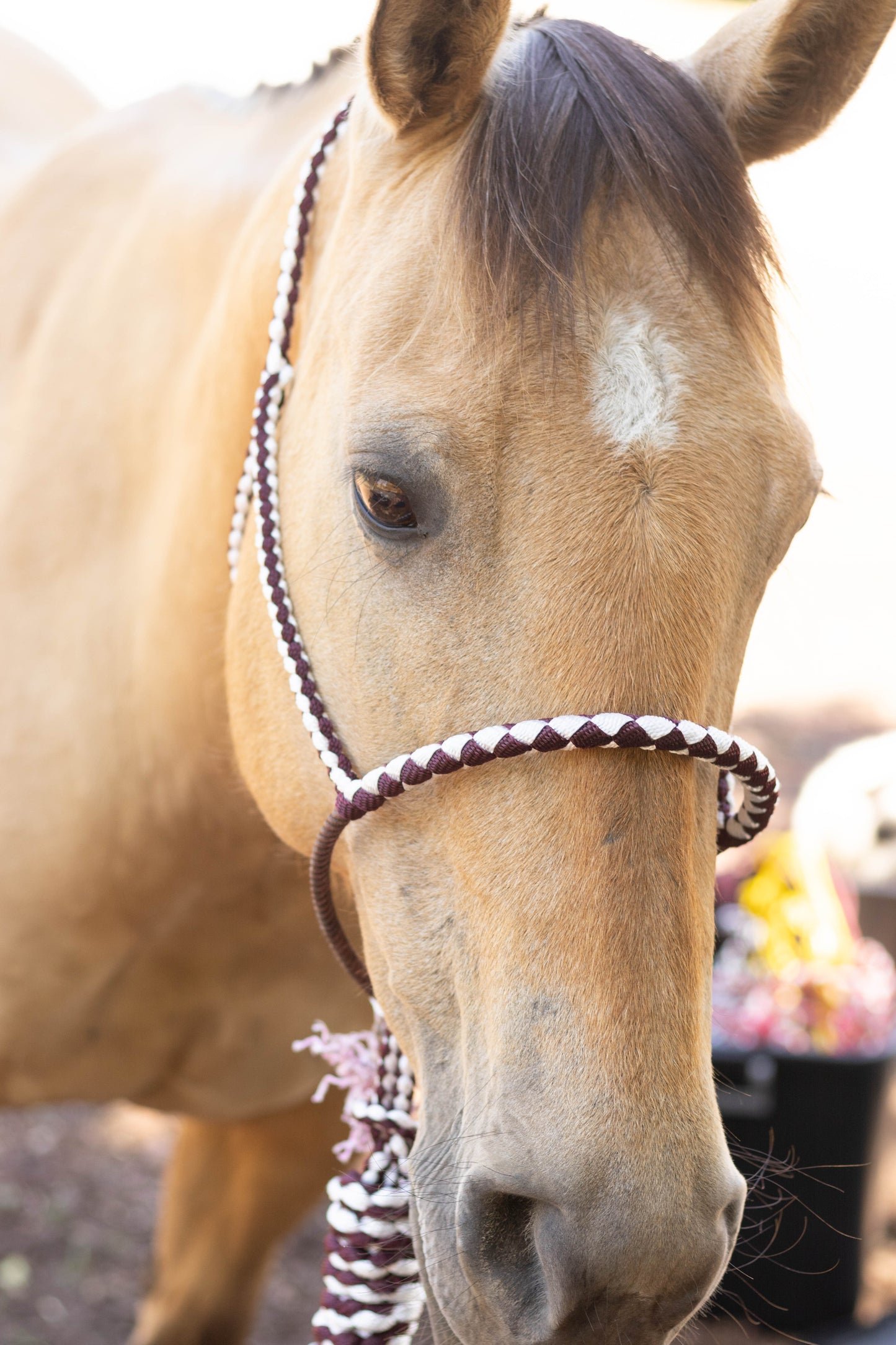 Lariat Noseband Halter