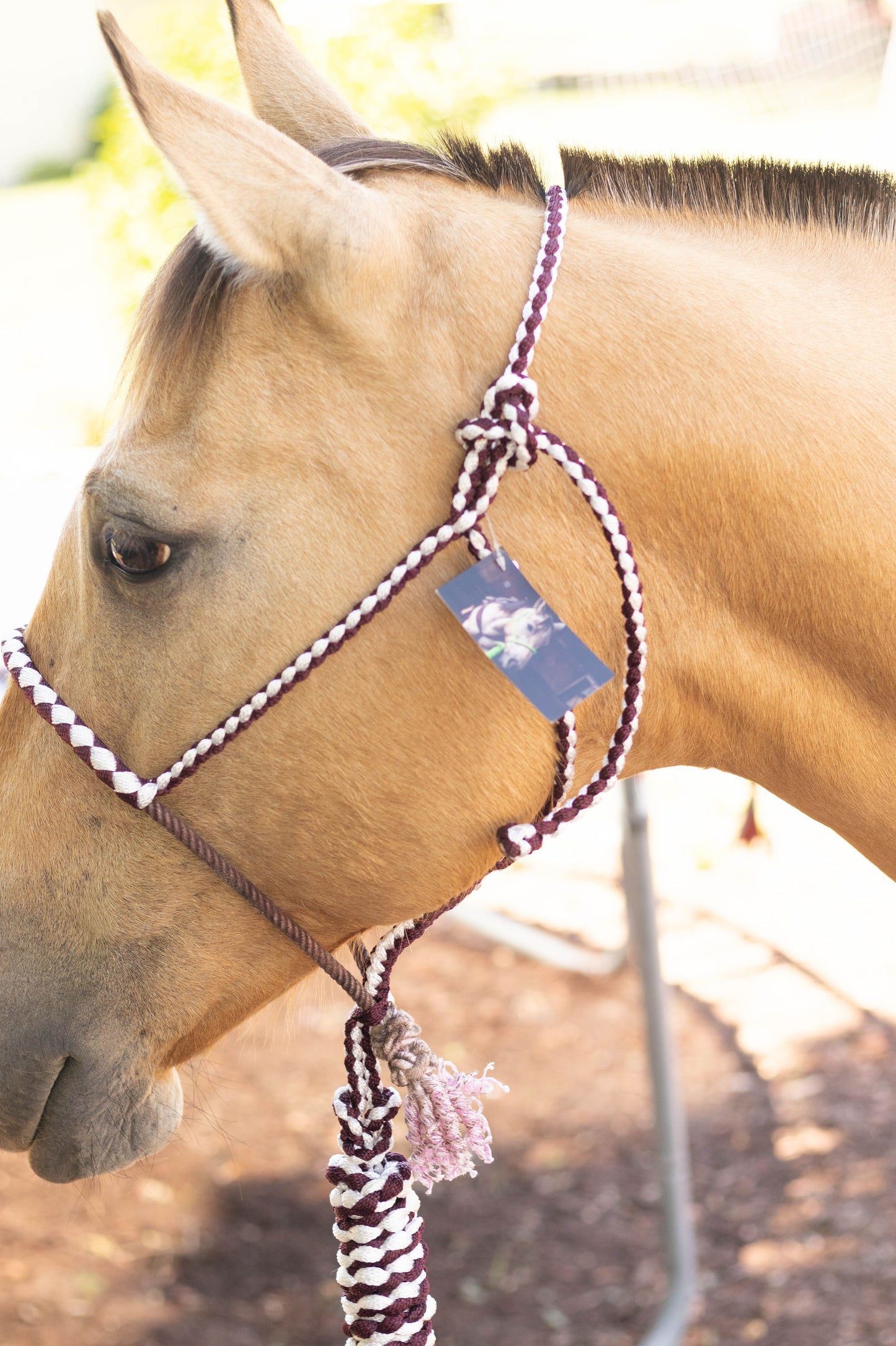 Lariat Noseband Halter