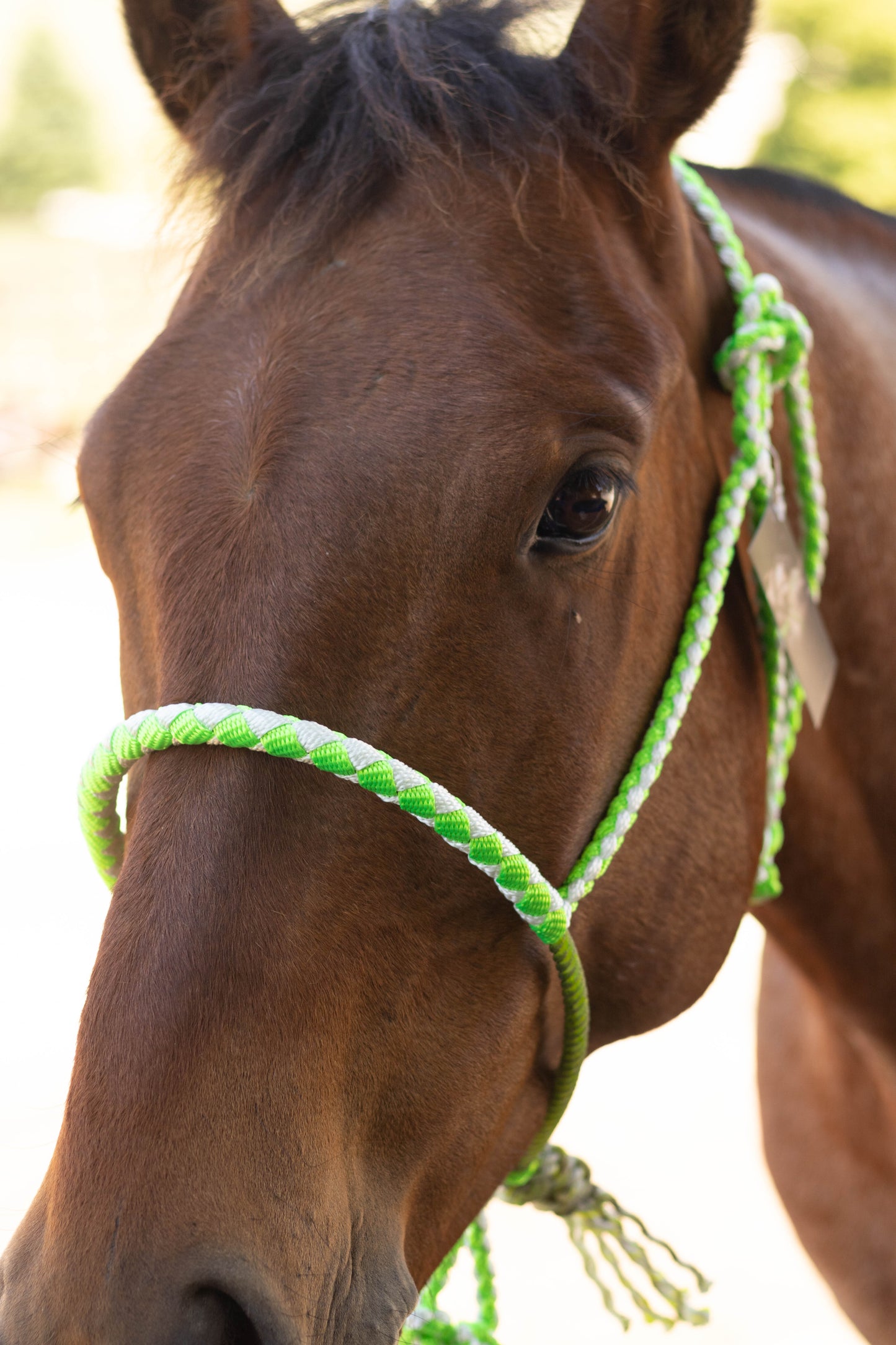 Lariat Noseband Halter