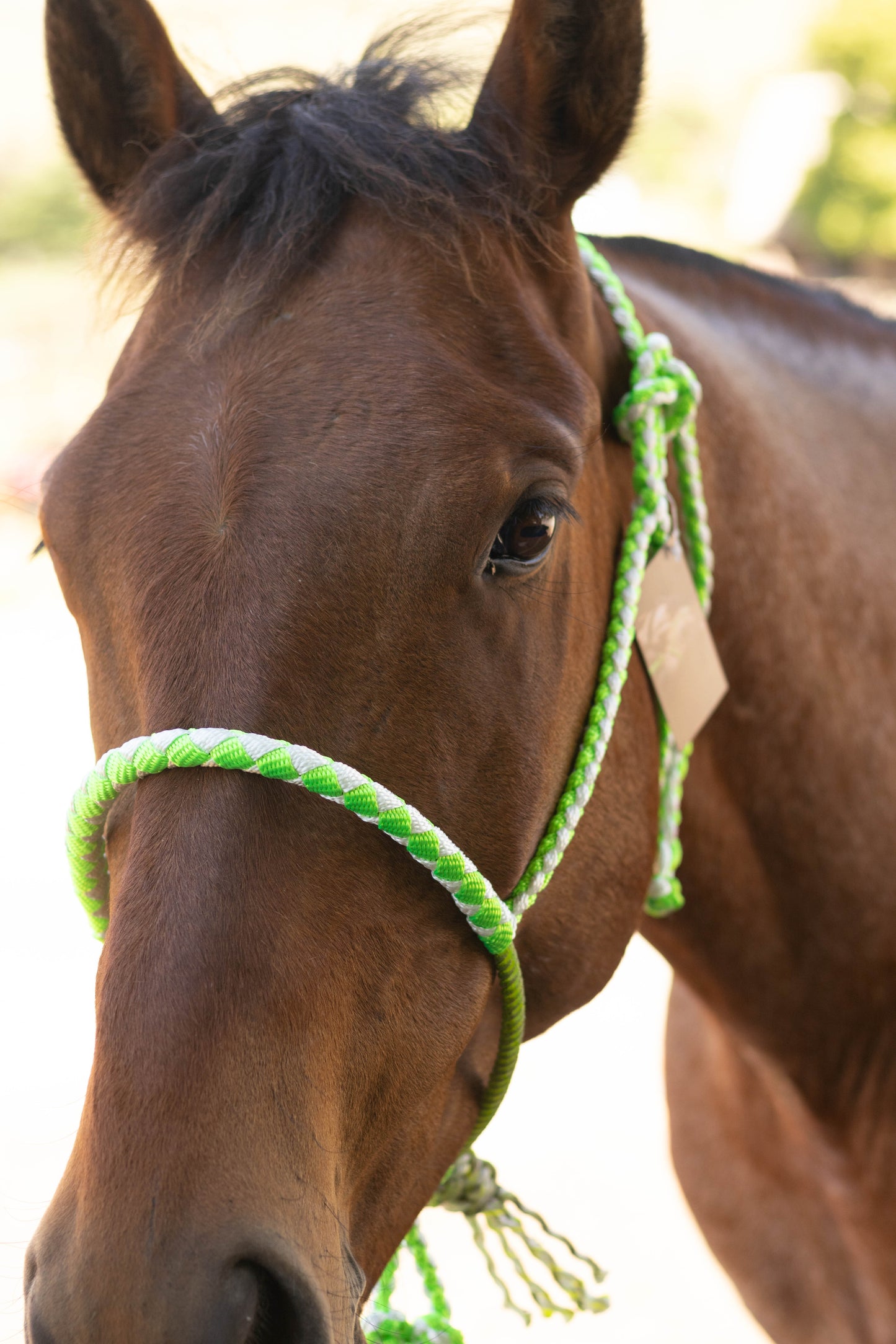 Lariat Noseband Halter