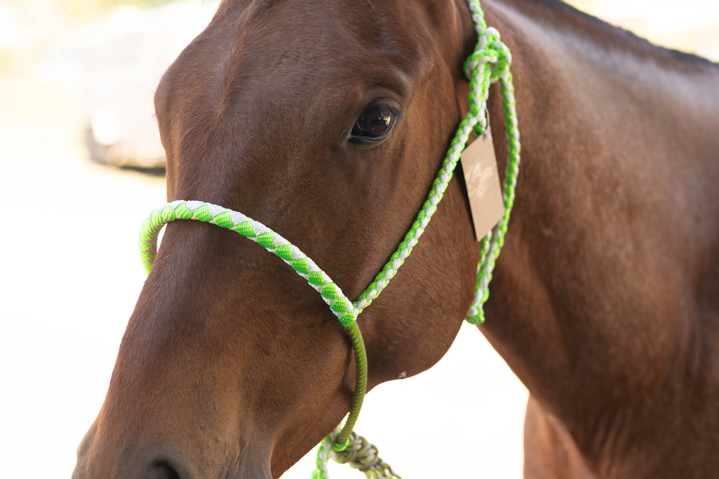 Lariat Noseband Halter