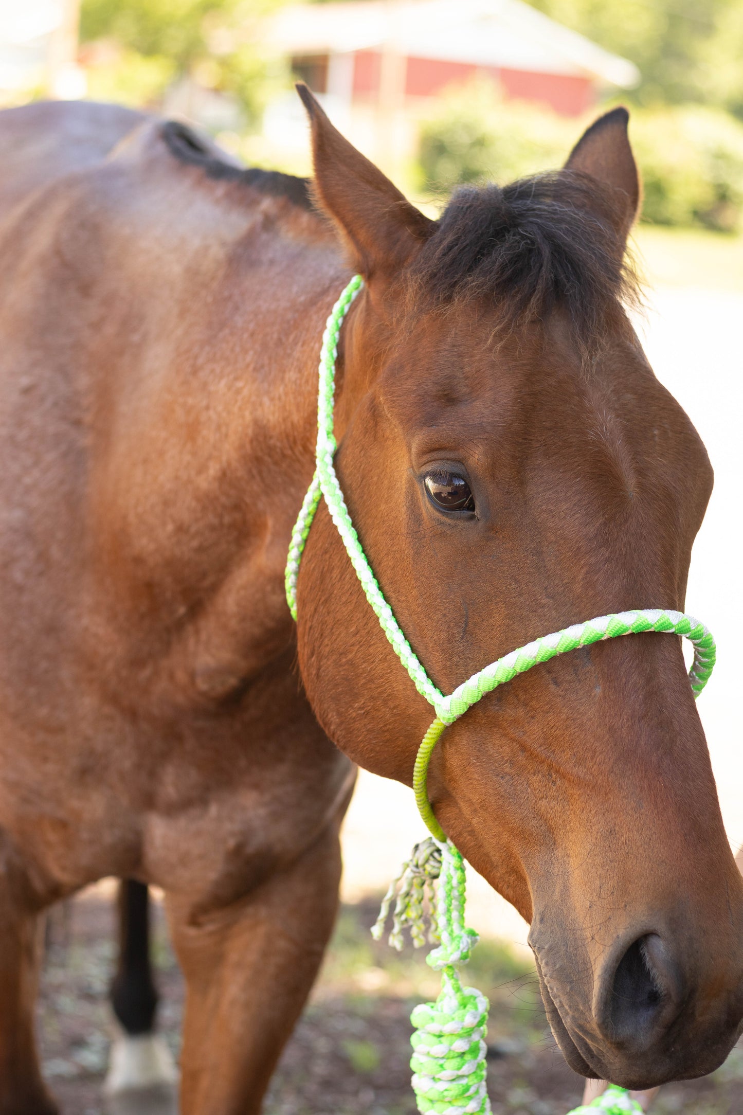 Lariat Noseband Halter