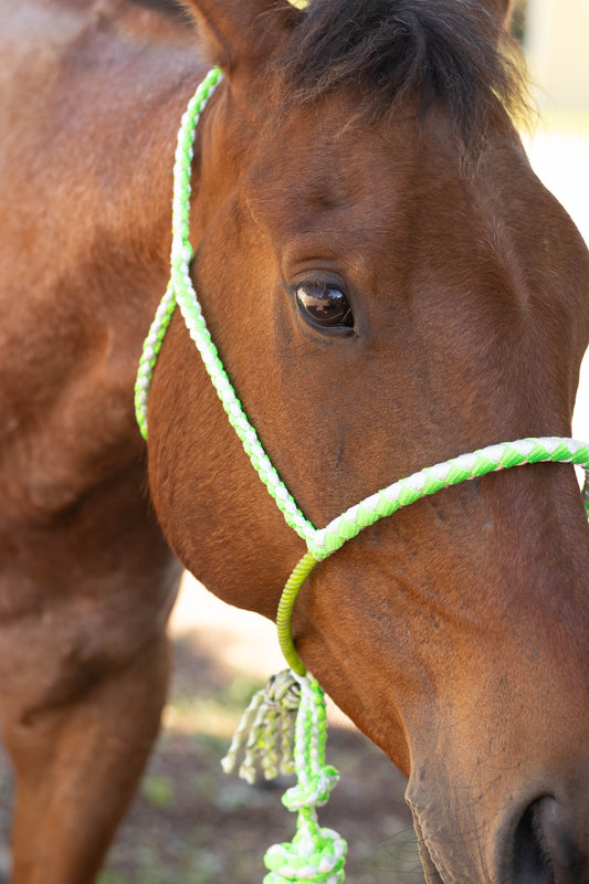 Lariat Noseband Halter