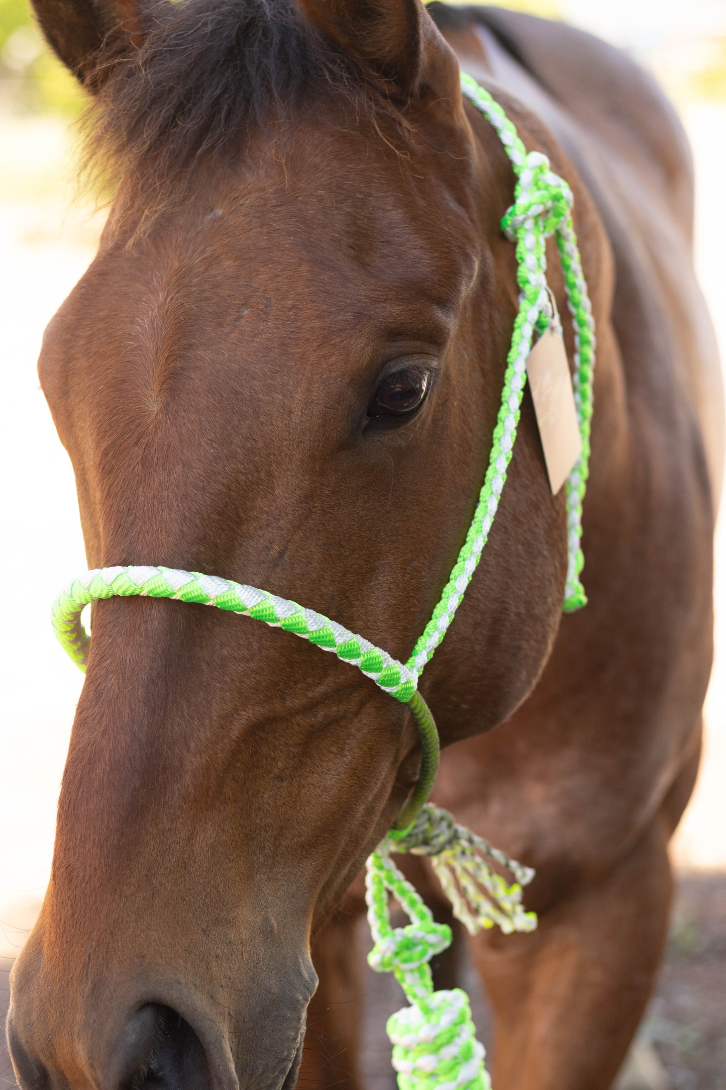 Lariat Noseband Halter