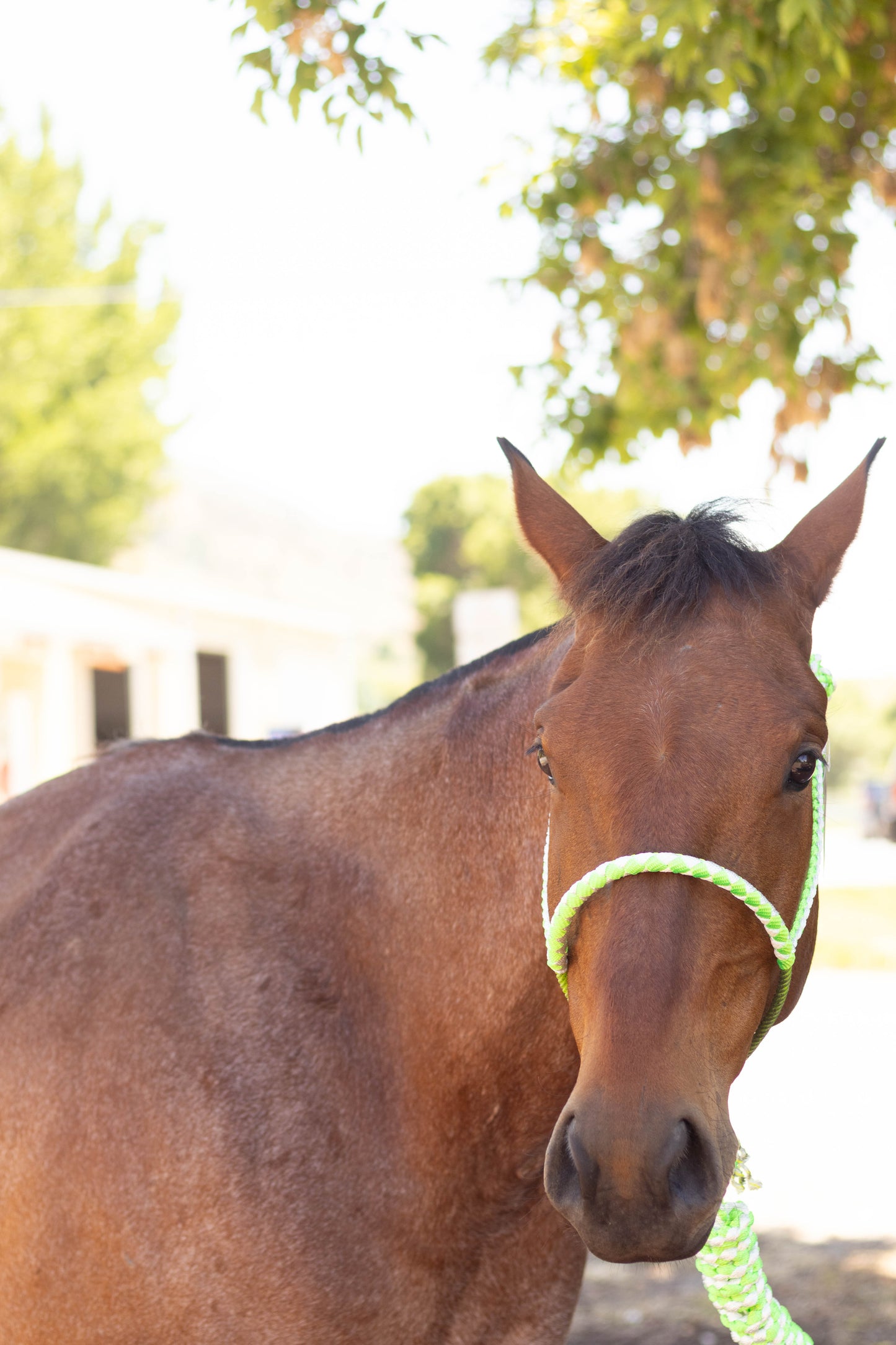 Lariat Noseband Halter